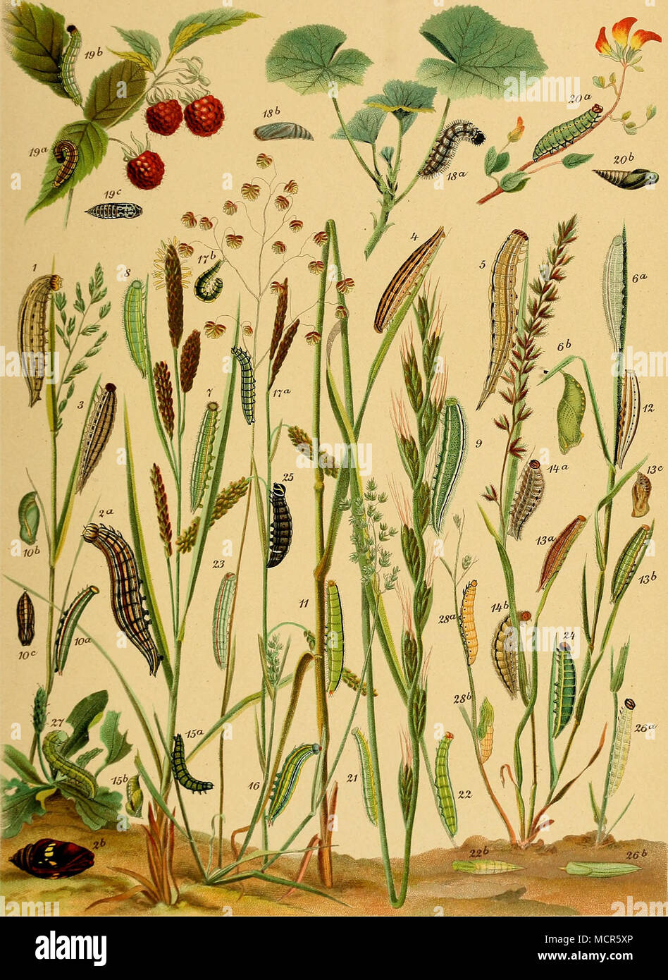 . 1. Alcyone. 2. a. Circe. 3. Briseis. 4. Semele. 5. Dryas. 6. a. Maera. 7. Megera. 8. Egeria. 9. Achine. 10. a-C. Lycaon. 11. Janira. 12. Ida13.a-C. Tithonus. 14.a.b. Hyperanthus. 15.a.b. Iphis. 16. Arcania. 17. Pamphilus. 18. a. Alceae. 19. a-C. Malvae. 20. a. Vorteile. 21. Thaumas. 22. a. Lineola. 23. Actaeon. 24. Sylvanus. 25. Komma. 26. a. Morpheus. 27. Palaemon. 28. a. Silvius. Stockfoto