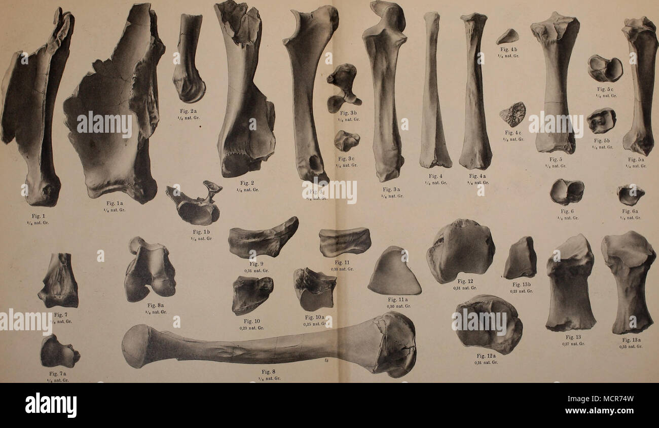 . Abb. 13 a 0,35 Nat. Gr. Abb. 1-13. Zum Skelet von Stegodon. Abb. 1-8 in i/o-Nat. Gr., Abb. 9-13 in Ca. '/A™'-Gr. Verlag von Wilhelm Engelmann in Leipzig. Stockfoto