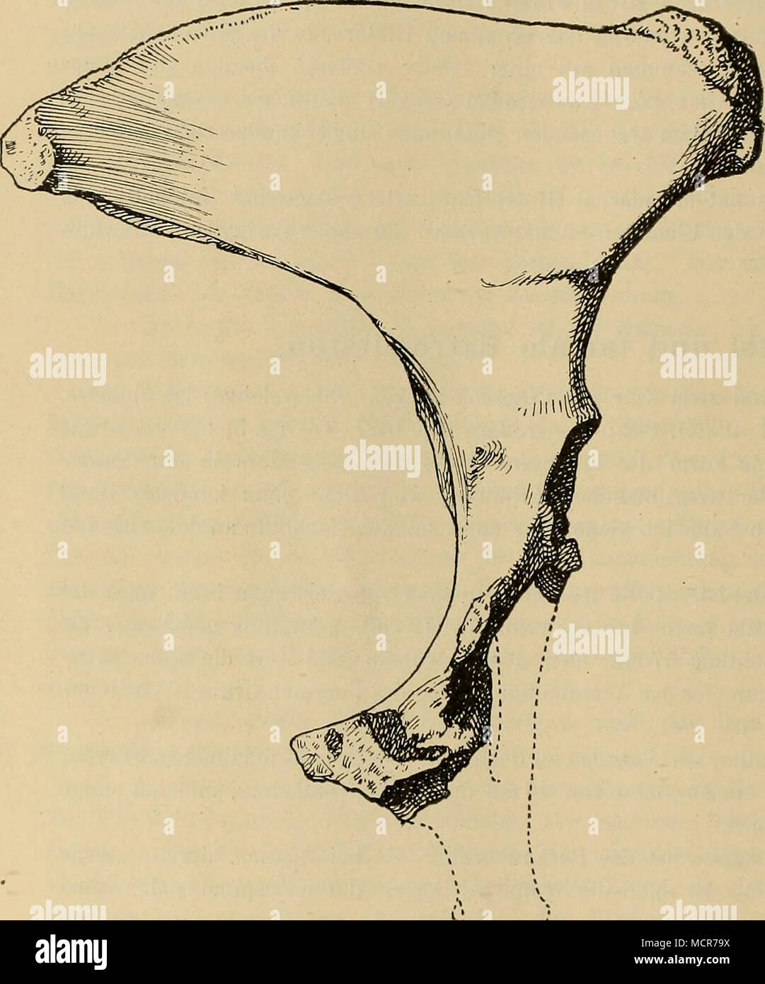 . Abb. 4. Kechtc Beckenhälfte des Stegodon von Trinil, Externansichi Nat. Gr. Stockfoto