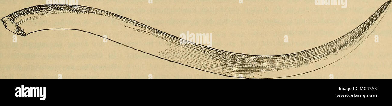 . Abb. 8. Derselbe. Ansicht senkrecht zur Krümmung grüßten. '/Ich2 Nat. Gr. e) Der mdz Stoßzahn, Nr. 1660 (Textfig. 7 He. 8), mit 176 cm Länge, 31 cm Umfang und hinterem 9,2 cm größtem Einspritzdruck, ist ziemlich kräftig gekrümmt, zugleich aber in starkem Maße aus der Ebene herausgedreht. Selenka-Trinil-Expedition. 21. Stockfoto