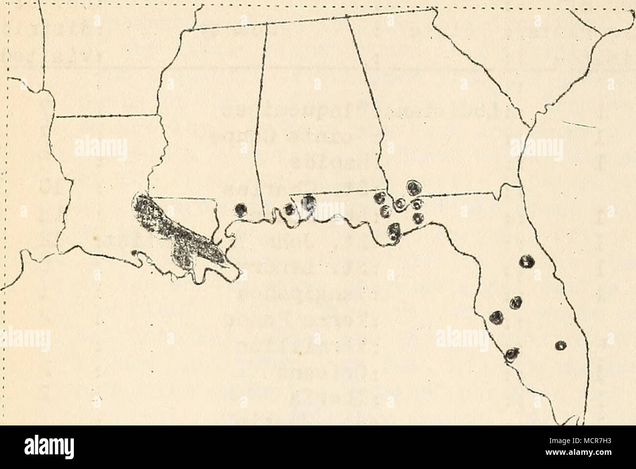. Die am stärksten infes - ted großen Bereich in Louisiana und folglich in der Uiiited Staaten, ist zwischen Hutcher und finden, wo 75% der Pflanzen auf jedem Planta- angesteckt wurden. Die Höhe reichte von 4-30% aus diesem Bezirk nach New Orleans und von New Orleans nach der unteren Extremität. In der Payou-Lafourche Bezirk 1-8% der Pflanzen wurden angesteckt. In der Nähe von Cairo, Georgia (Grady County) die Infektion reichte von weniger als 1 % bis 75 % "mehr, in Bereichen, in denen die Krankheit vorhanden war. So weit die befallene Pflanzen sind zu den Bauernhöfen auf der Autobahnen beschränkt. Von Ca Stockfoto