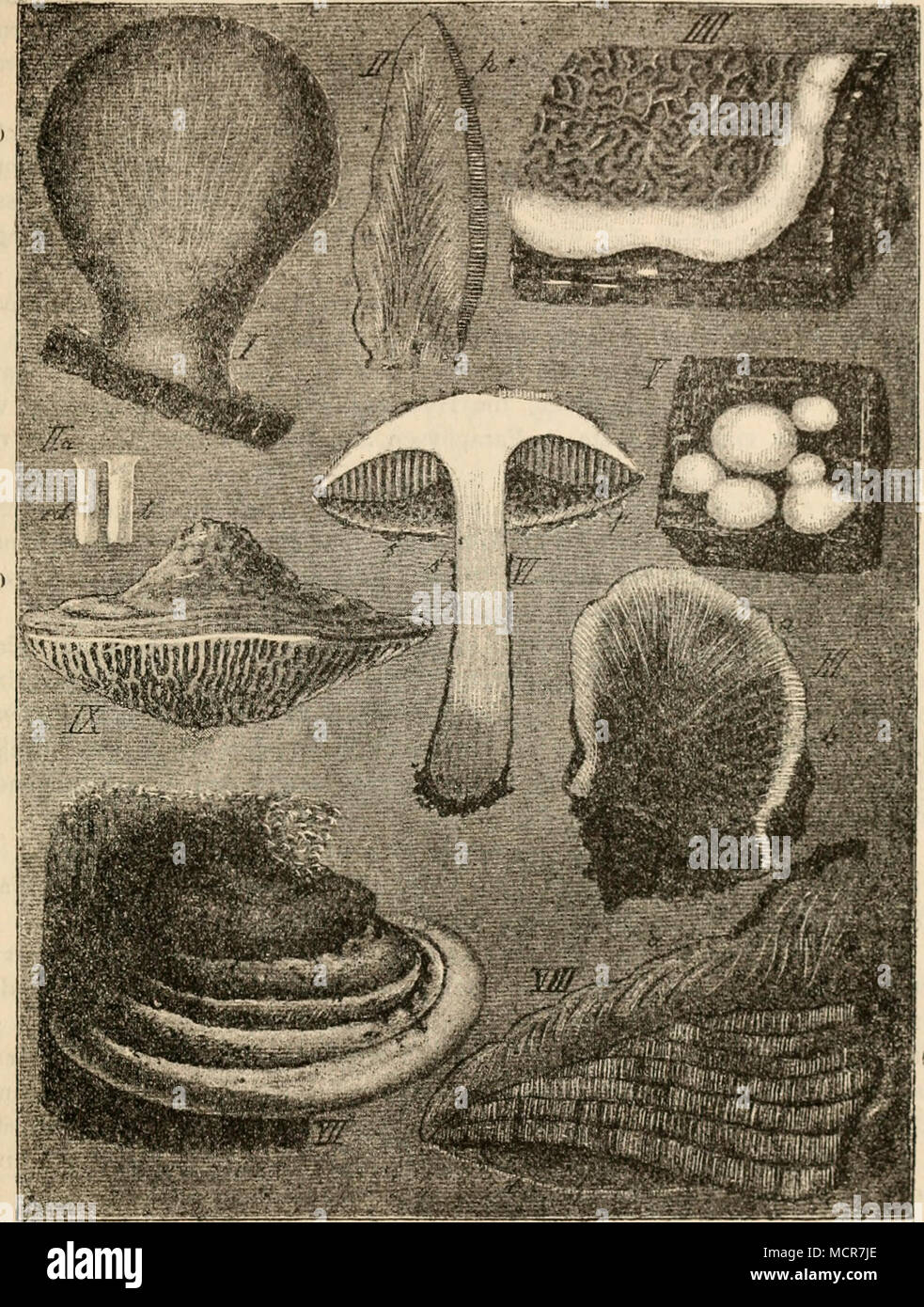 . Abb. Also... (B 689). I-III Fistulina Leberblümchen. Ich Zungenförmiges P" ruchtlager, etwas verkleinert, von oben gesehen. II Ver-ticaler Längsschnitt durch ein solches, wenig verkleinert,//Hymcnialschicht. II "Zwei Röhren des Hymeniums, sterben Eine (bei D) noch geschlossen, die andere (bei/') geöffnet, schwach vcrgr. III Längsschnitt durch ein Fruchtlager; bei h Nester der Gemmcnfructihcation, sterben in der Region von a, das Gewebe radiäre Streifung zeigt, fehlen; schwach verkleinert. IV mit einem Holzstück Fruchtlager des Hausschwamms {Meydius lacryviam) schwach verkleinert. V Holrfragment mit Stockfoto