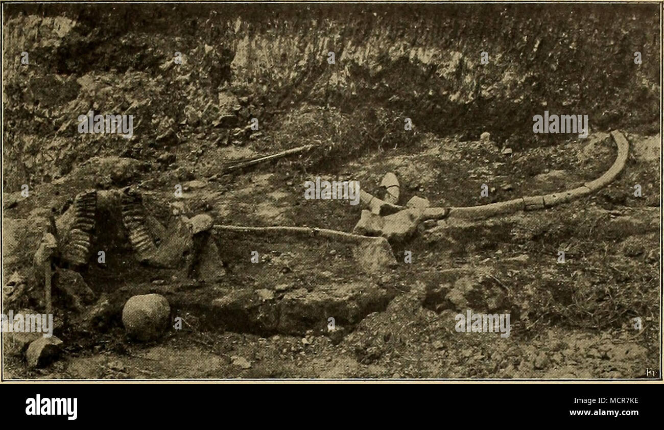 . Abb. 23. Kiefer, Bippe Schenkelkopf und des Stegodon. Illustr. von OppexÃ¼oktii. * F^&gt; 1a1 •&gt;""^ SZ&amp;*. - Ich, Â" V * 5 â â. s*v-i • ,.'". y^m Ich - WH^^^":. /.-.- - Y - "-/:.â€ - â'-. Fr-Schöbel¤del Kiefer mit groÃen ZÖLLNER¤hnen ExtremitÃ¤ten (Fragmente) Wirbel Becken Teile von SchildkrÃ¶ten. Crossen 5 5 10 4 1 6 7 Abb. 24. Schöbel¤del und StoÃzÃ¤hne (2,10m lang) des Steijodon. Illustr. von Heckmetkh. 60 Grube ich akv hauptsÃ¤chlich sterben grÃ¶ Ãeren Lüneburg, Schloss¤del, Wirbel, Becken, ExtremitÃ¤ten von Stegodon, Bos, Hirsch, Krokodil und die meisten hirs Stockfoto