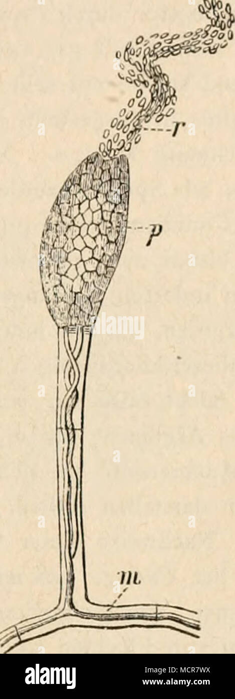 . Abb. 41 - (B. 650.) Ckinnobolns Cesatii de Bary, Schmarotzend in dem Mycel und einems Conidienträger des Mchlthaupilzes der Weintraube (Ery-siphe Tuckert). In einer Conidie der letz- teren, sterben stark Hypertrophirt ist, hat sich eine Pycnide des Parasiten entwickelt (bei/), das Gewebe der Fruchtwand sich faltenartig sterben your Conidien gemengt mit Schleim in die innere Höhlung der Frucht fortsetzt. F°™ ^.^'";. ^ ' "^"^ (Jei r) ausstösst. Mycel° und Conidienträger der hrysiphe zeigt sich in diesem Falle geht das hymenium auch durchzogen von dem Mycel m des Ckinno - about this Falt Stockfoto