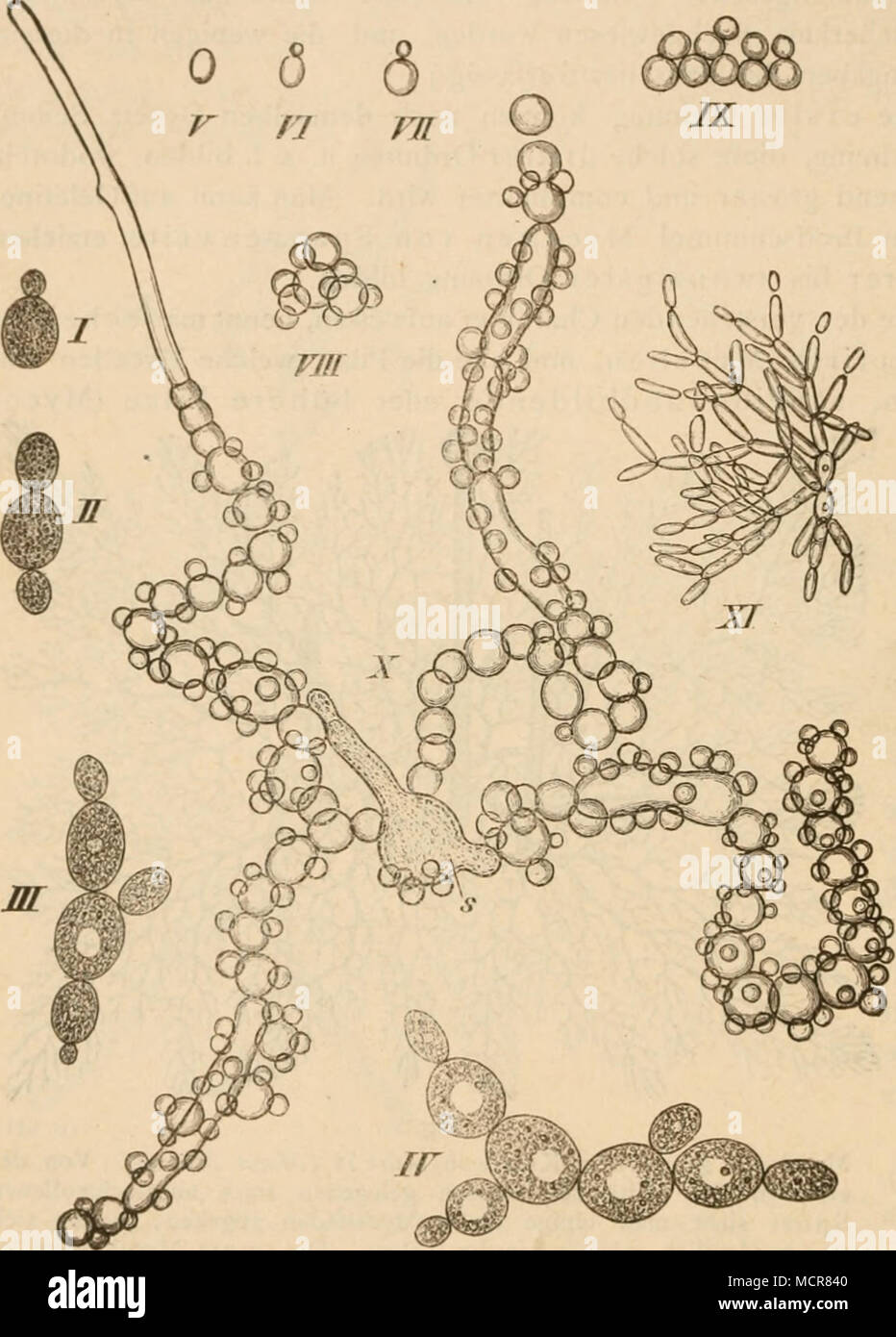 . (Ii.61 -."). 3. I-IV 1020 Fach. Entwickelung des Sprossmycels einer Bierhefespecies. V-IX 350 Fach. Entwickelung des Sprossmycels von Mitcor racemosus im Fflaumendecoct unter Deckglas von Spore (V) aus. Die Sprosse sind hier sehr kurz und zwar kugelig (sogen. Kugelhefe). X iSofach. Myci 'l von Miicor racemosus. In Folge der Cultur in verdünnter Zucker-Lösung unter Deckglas hat sich aus der Spore. f ein mycel entwickelt, mit reicher Querwand-Gliederung, die einzelnen Zellen sich tonnenartig in geschwollen, zum grossen Theil stark gegen einander abgerundet und haben" meistens schon Spros Stockfoto