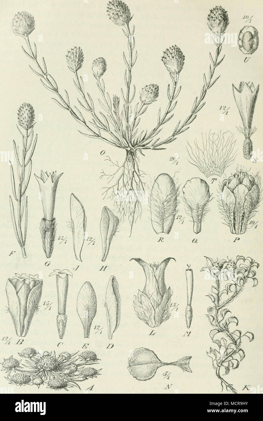 . C7 BlÃ¼te, // Ã¤t-stück Vlnnere HrTctee uÃere Brac "^k'^C2"""" t "^"^ V"'''''''''^^^^^^^ • J. KÃ¶pfchen. ^/BlÃ¼te^v^^ Ich^-T%7w.t,'^, T'''^^^^^^^/â K. ich. Fchen O Ã¤&gt;. (W, V,. /. ^^talocephalus phlcgnuitoairpus Dicis: () Habitus. K Pfchen. ^.^. ubere Lractce. /." Nncre Hractee. 5 BlÃ¼te. / 'Ich' Appus - Schuppc. T. Ach. aenium. (/ Diiii. s und Pkiizkl.) Stockfoto