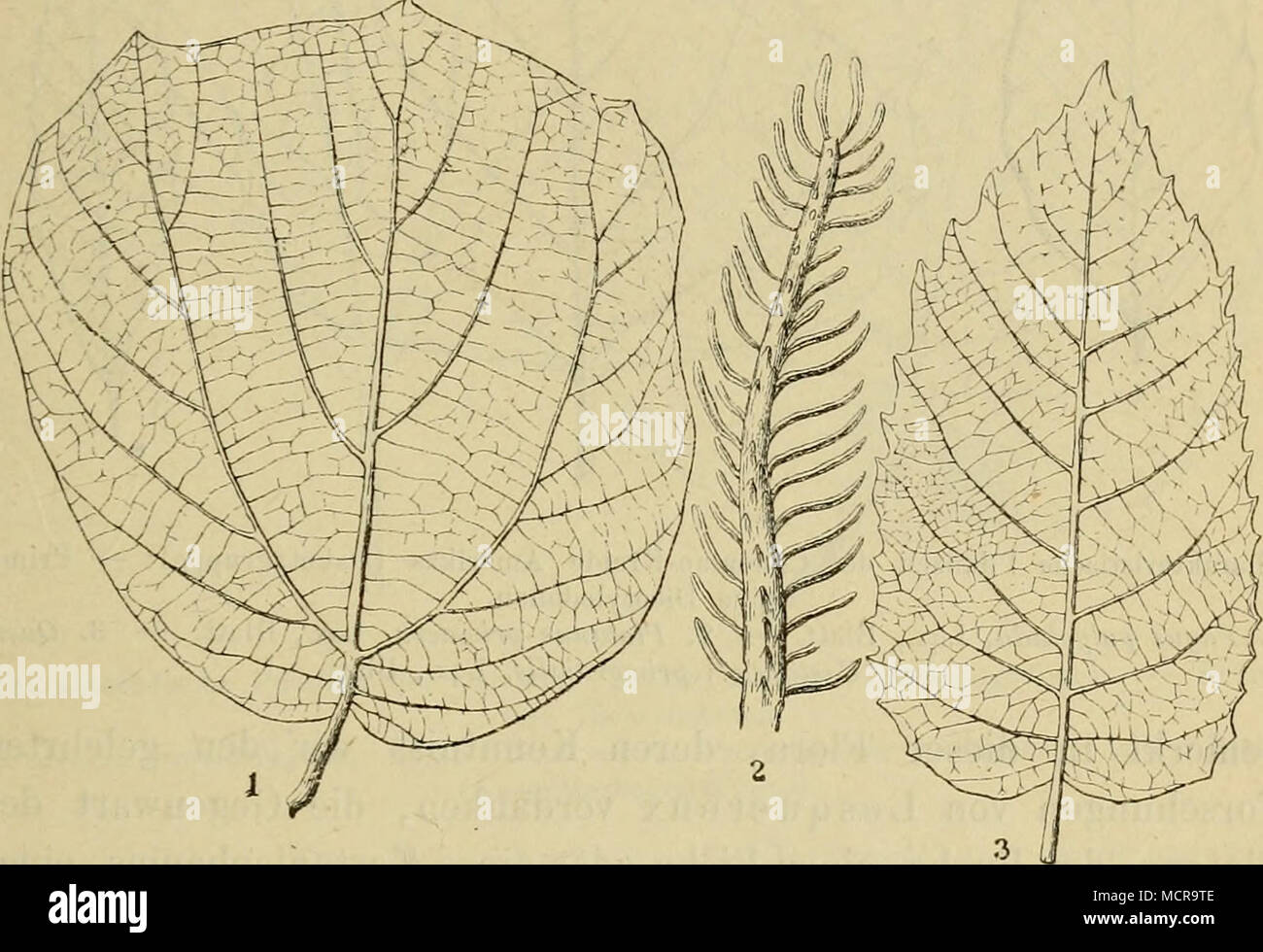 . Charakteristische Pflanzen der Senon-Kreide des Harzes: - Primitive Dicotyledonen. 1. Credneria triucumiuata, Hampe, Blatt. - 2. Abieütes curvifolius, Dkr., Zweig. - 3. Dryophyllum Hausmanni, Dkr., f'euille. unheimlich. Die Blätter of this seltsamen Gattung sind häufig zusam-mengerollt, wie wenn sie sich von selbst von dem Stengel losgelöst hätten, der sie trug, und dann in den Sand oder Schlamm fort-Geschwemmt worden wären; der Mensch hat sie nicht nur in Böhmen und Sachsen, sondern auch bei Blankenburg im Harz, in Westphalen, Aachen- und Biz-/ Nordgrönland gefunden. Die Gattung der This Blätter ein Stockfoto