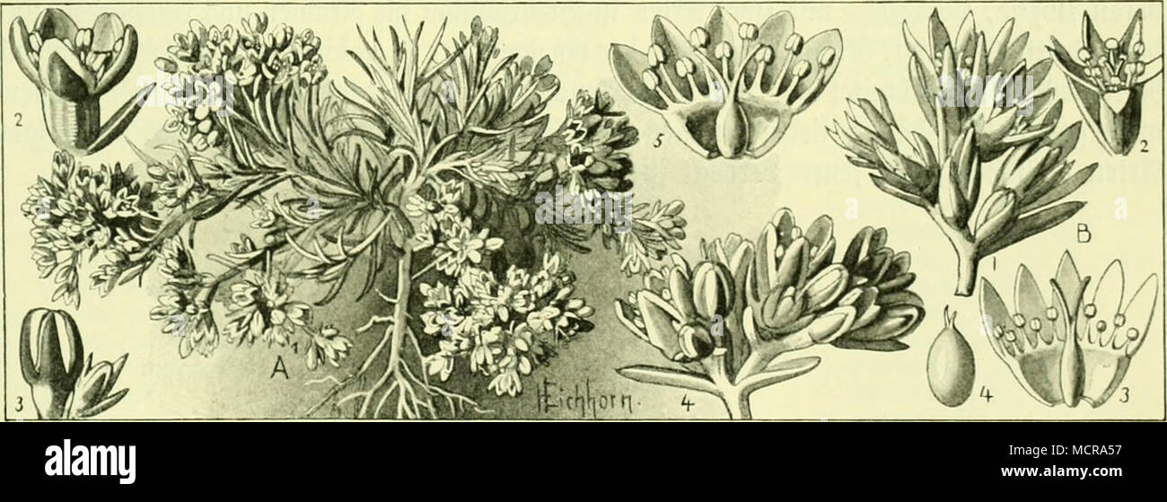 . A) Sclerantlius porennis: 1) PfInnic ailiUKube"; 2) Slütc, Bcrgröfiert; 3 ich iUütentnofpe, Srblj. 216: gnauel (scleranthus). ucrgrö^ evt; 4) Seil S3 tüs betteln! B) S. annuus: l) Seit beä SSlü^ tenftanbcä, ücrgr.; 5) S3 lütc im VängSfc^ nitt, "ergröfsert. tcnftaiibeä, öjjert oergi'; 2) Ölüte, ocrgrö^ crt; 3) SÖIüte aufgcfc^ nittoit unb breitet, tjergröfjci auägfc = 't; 4) grud^t, uergröBert. ha^^ sorI) anbenfein Üauf^ Nebenblättern gefennjeidinet. G " finb nieift fteine, eine fanbigen © teilen unb in Steppen luadjfenbe^ ftangen. Fruticosus Gymnocarpus ift fogar ein afrifanifd) = Ara 6 Ifd) Ey3Süftengen) äd) §, Ba § Ein Stockfoto
