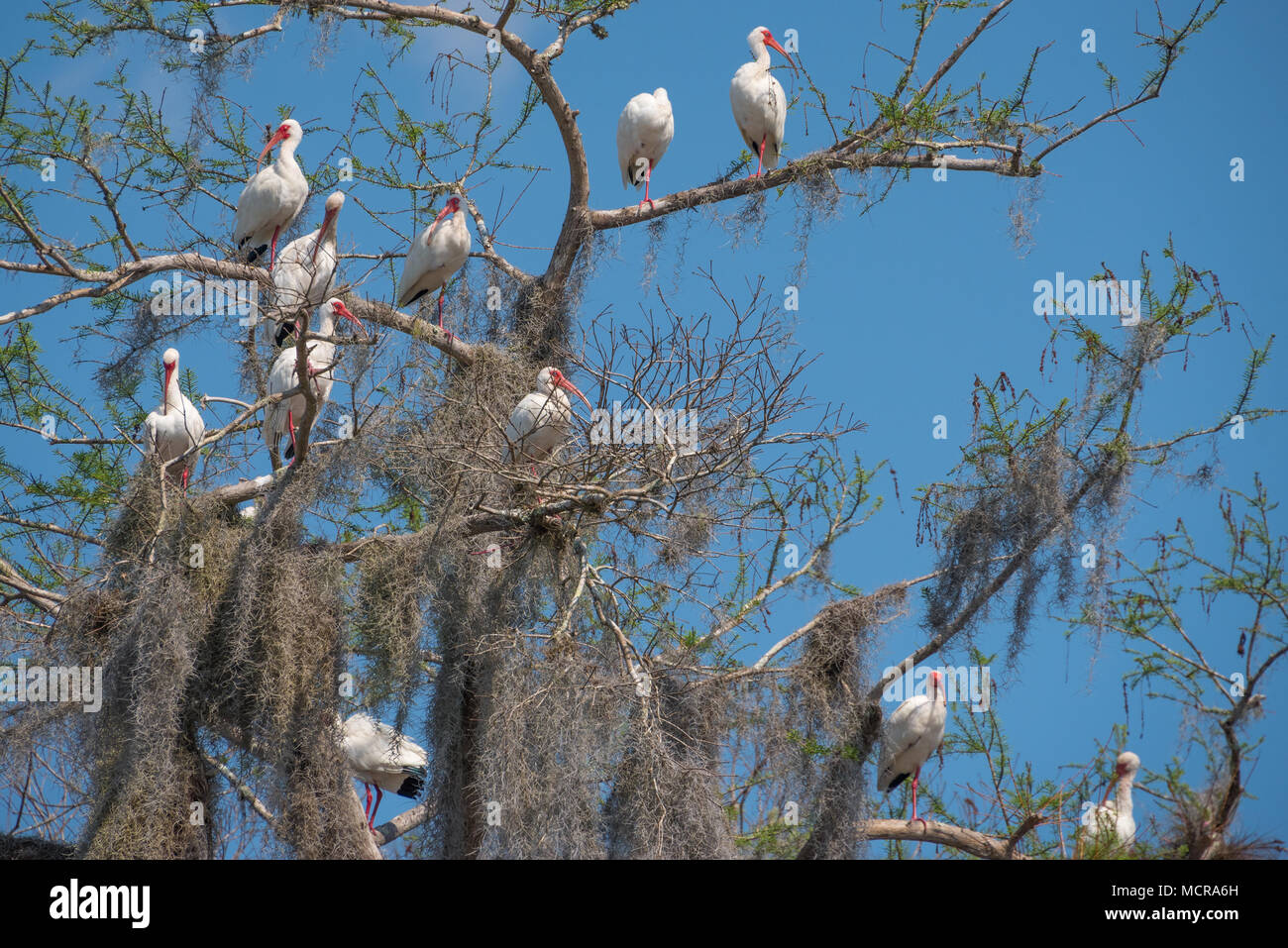 Weiße ibisse an Gliedmaßen thront drapiert mit spanischem Moos entlang der St. Johns River in Zentral Florida. (USA) Stockfoto