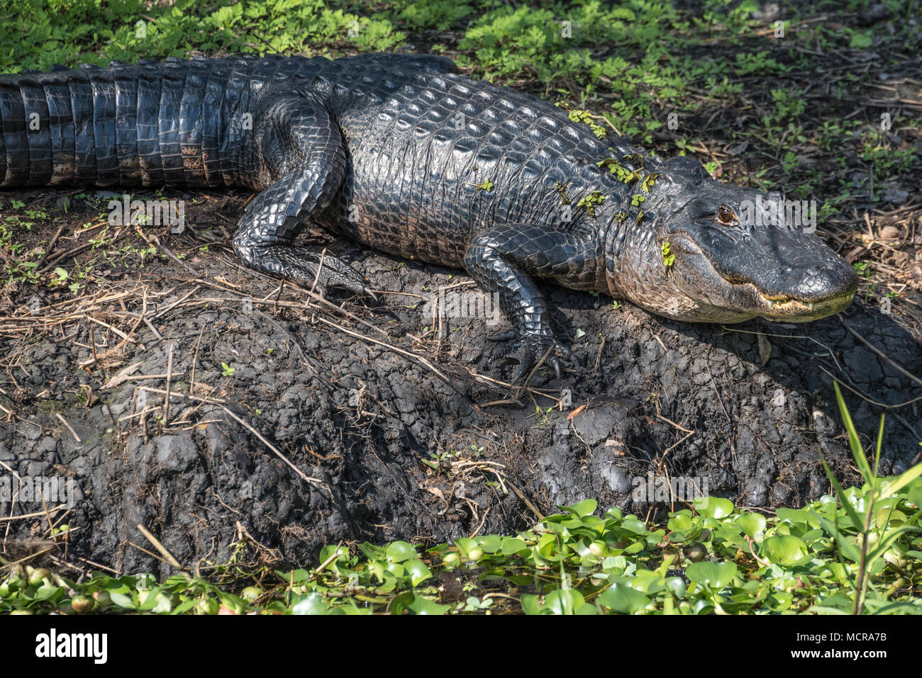 Florida Krokodil am Ufer des St. Johns River in Zentral Florida. (USA) Stockfoto