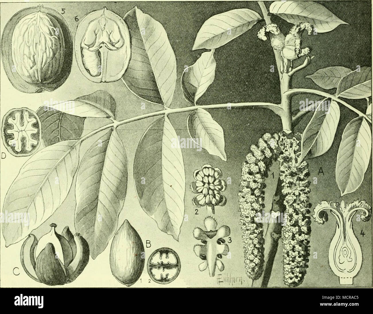 Juglans E Stockfotos Und Bilder Kaufen Alamy