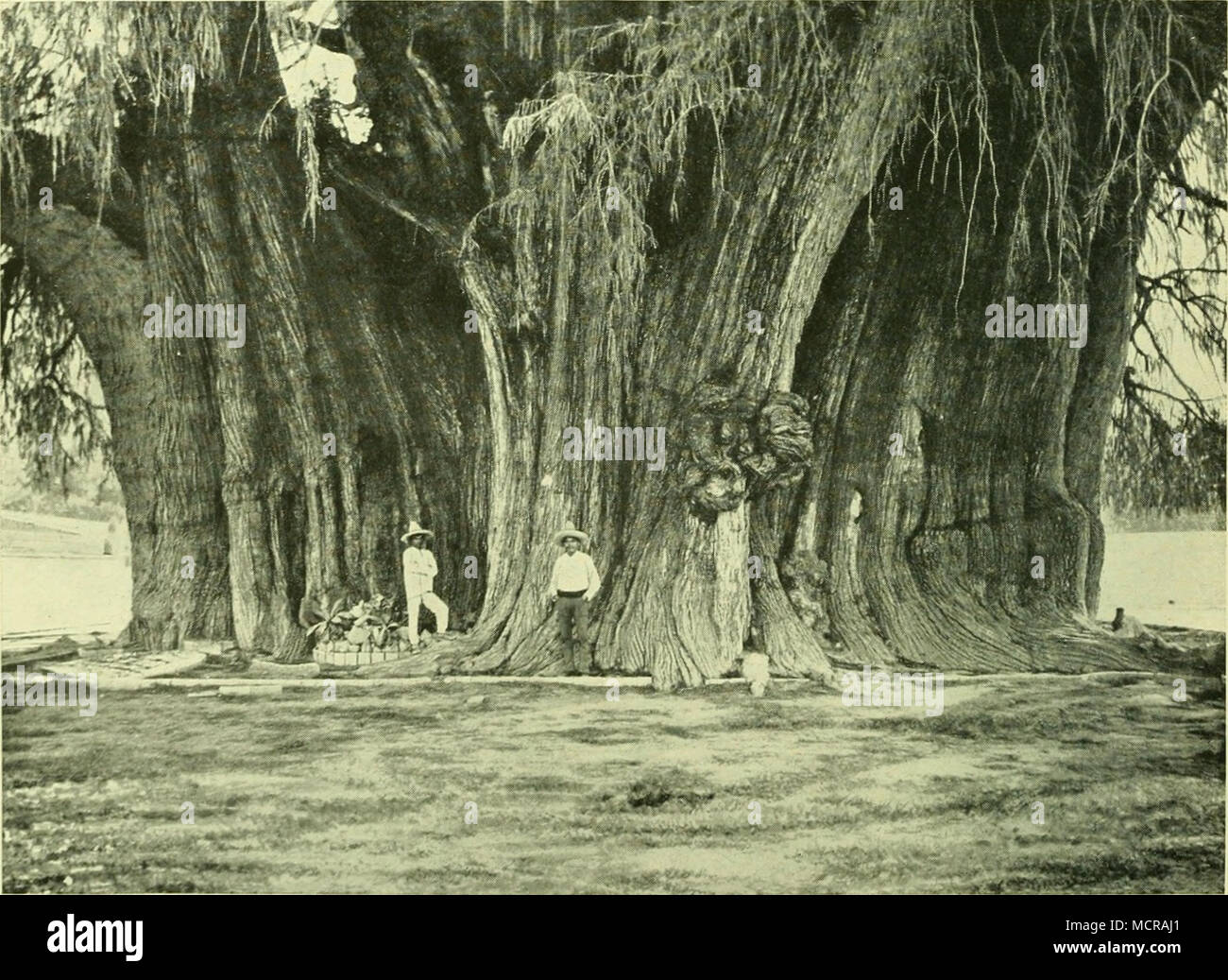 . C) niexikanifche. Sumpfzyprcik" (Ta;< udiuiii inexicauuiii): Zypieüi des müiitczuniü bei Ouxikü (IHexiko). / / Von C.B. Waite in Mexiko. Stockfoto