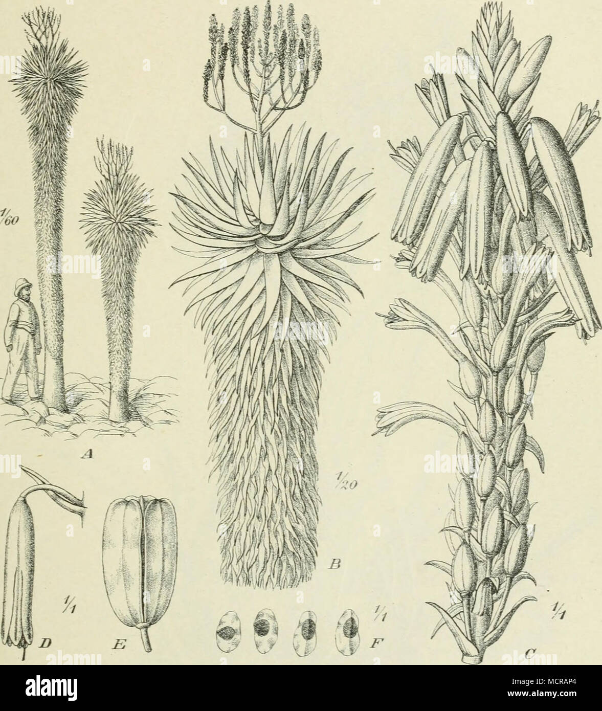 . Abb. 227. Aloe rubro-lutea Schinz. (Kalahari, Olifants Kloof.) Ein Habitus,^/go n-Gr.; B oberer Teil,'/20 n. Gr.; C Traube; D Perigon; E Kapsel; F Samen. - / Bebger. Fleischiger sind die Blätter bei den 2 IonostacJiyae^ welche auch durch einfachen Blütenschaft charakterisiert sind. Hierzu Start A. sgnarrosa Bak. von Sokotra, A. vitncnsis Bak. von witu Abb. 234 F -//), A. Monteiroi Bak. von Delagoa-Bay, eine Art von Madagaskar, A. Cameronii Hemsl. von Uganda; Abb. 234 A-D) und A. Princeae Berger (Abb. 234 £) von den Utschungwebergen im njassa- Stockfoto