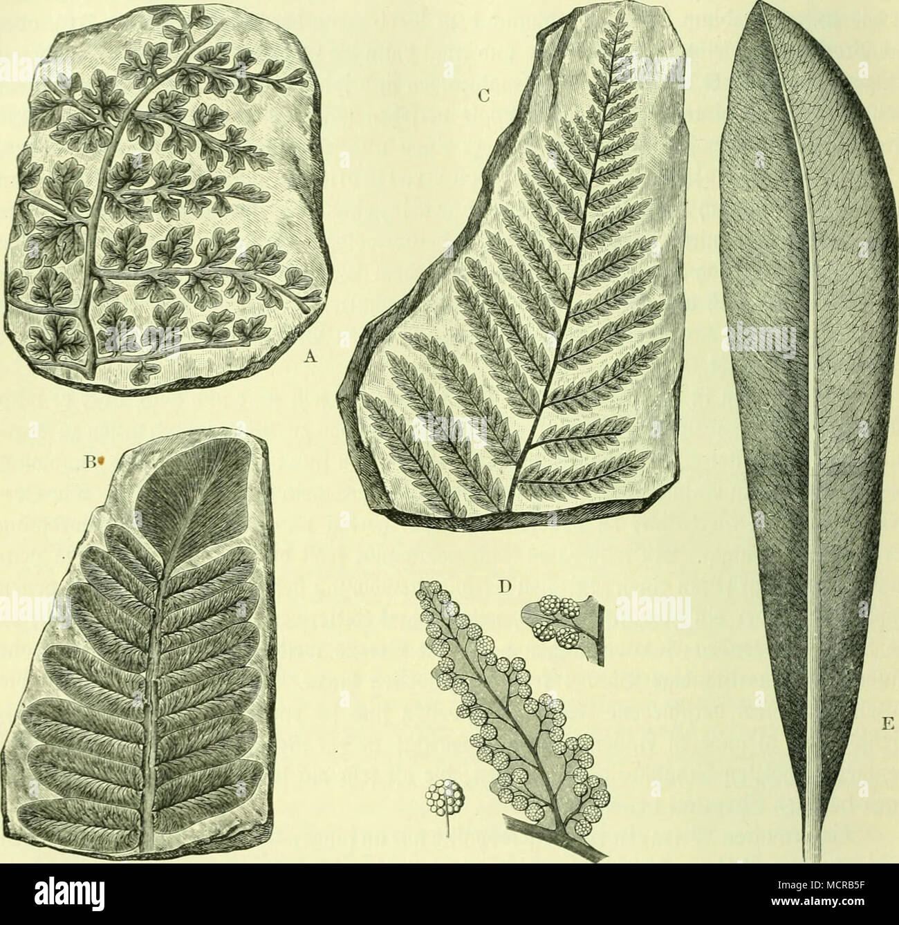 Glossopteris Fotos und Bildmaterial in hoher Auflösung Alamy