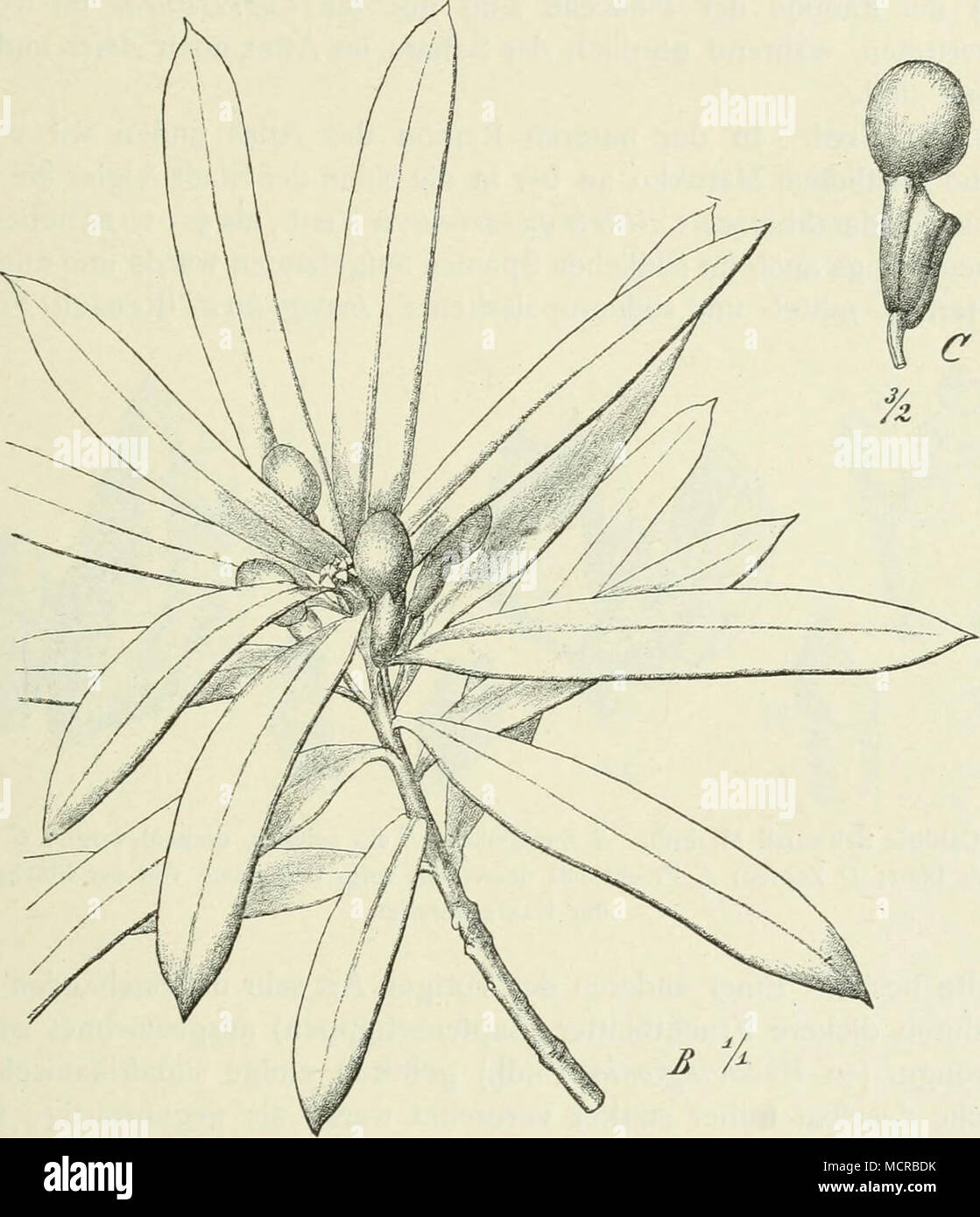 . Abb. 82. B Podocarpus latifolius (Thunb.) R. Br., Zweig mit weiblichen Sky.; C S. milarijianus Rendle, Frucht.Ein bis zu 30 m hoher Baum, ist verbreitet in den Hochgebirgen Ostafrikas und kommt bisweilen mit S. iisambarensis zusammen vor. Von den Milanji - bergen im S. des Nyassa-Sees können wir das Auftreten des Baumes verfolgen über Uhehe (Utschungueberge) Uluguru (2200-2500 m), Westusambara (1600 bis 2700 m), Kilimandscharo (2000-2900 m), Massaihochland, Leikipia (2000 m) zum Runssoro (2600 m): es ist ein Charakterbaum der Höhenwälder, dessen Verbreitung wohl nur durch Vögel erfolgt Stockfoto