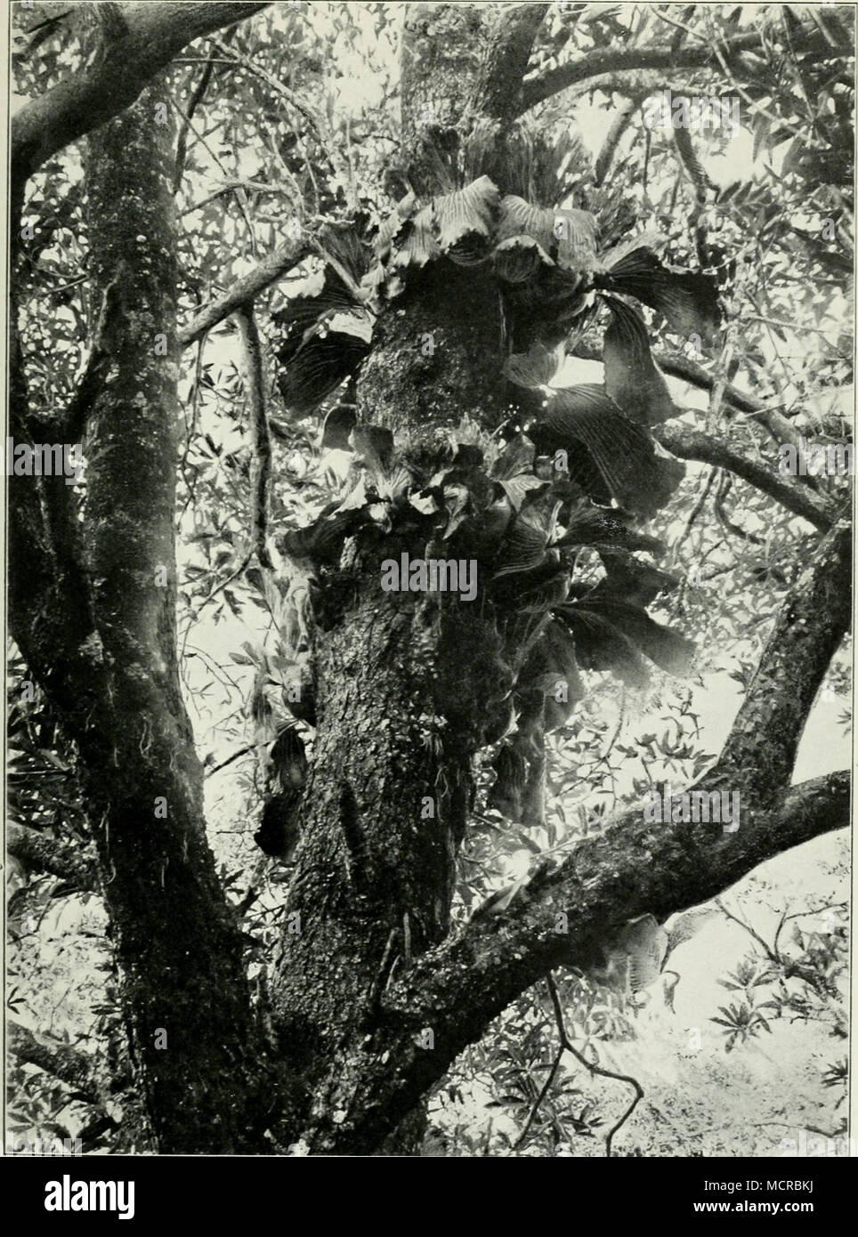 . W'", •/Pfirsich angolense, Welw. In Baumstämmen in Schluchten am westlichen Abfall des Livingstonegebirges. um 6 co m ü. Nach einer / von Walter Goetze (1899". d. M. Stockfoto