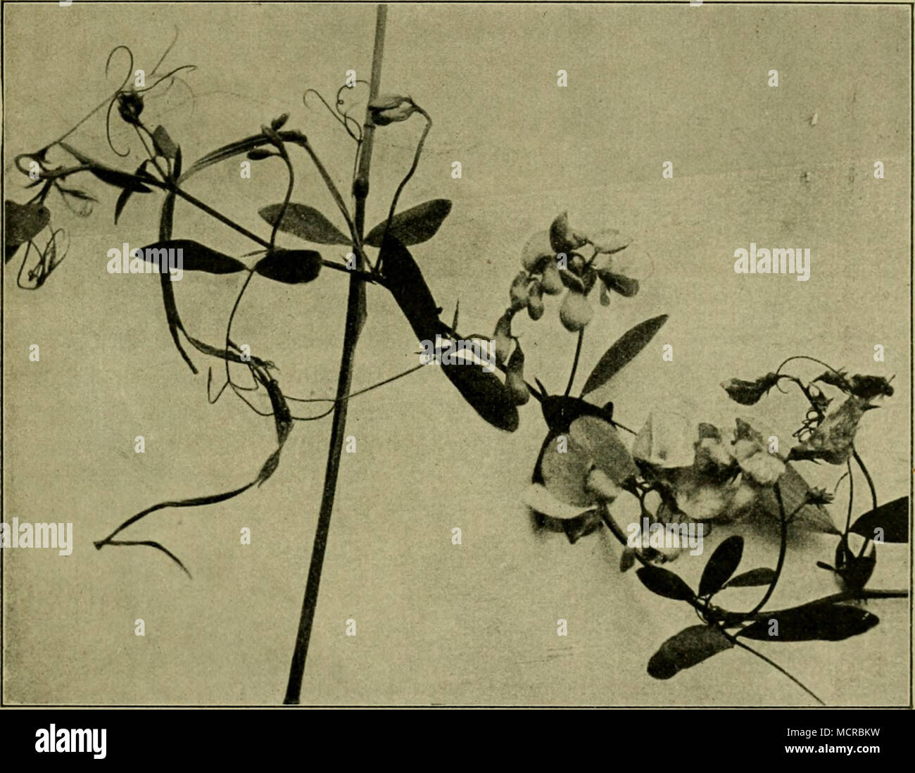 . Abb. 45. Lathyrus tuberosus, bin Getreide kletternder Zweig. Verkl. (Orig.) brombeere Rubus Caesius (kratzbeere), sterben allerdings fast nur an den Rändern Sky und Früchte unterstützt dabei! Zahlr. wenige Arten, sterben ober-irdische Grundachsen besitzen, Referenzen und vermehren sich besonders einen feuchten Orten, so das Gänsefingerkraut Potentilla auserina, der kriechende Hahnenfuß Ranunculus repens, das kriechende Finger-kraut Potentilla reptans u. a. Einzelne Arten besitzen die Fähigkeit, aus jedem Wurzelstück abgerissenen neue oberirdische Sprosse durch Bildung von Adven-tivknospen zu erzeugen, so dass vermehr Stockfoto