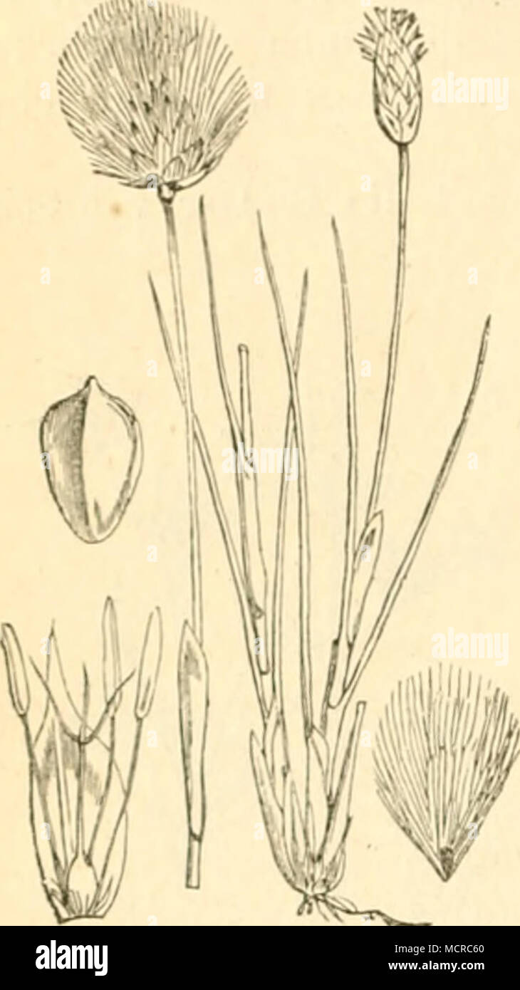 . Eriophorum vaginatum. 5. Gattung. Wollbinse. Eriophorum. b. Falter. 1. Elachista eleochariella, Sitzen. RaujDC wurde von Wilkinson im Mai eine erio-phorum angustifolium minirend angetroffen Sterben. Der Falter fliegt in England im JuU. (Frey, Lin. ent. Xiii, S. 283.) XCII. Familie. Gräser. Gramineae. 1. Gattung. Borstengras. Nardus. 2. Gattung. Raingras, Lolch. Lolium. b. F ändern. 1. Satyrus Circe, jP. - Proserpina, Schiff. (Siehe Anthoxanthum.) 2. Pararge Achine, Sc-Dejanira, L. Freyer fand sterben Raupe einzeln in Lolium temulentum, Andere haben sie auch eine Carex-Arten ge-Inschrift. (Vergl. Carex.) F Stockfoto