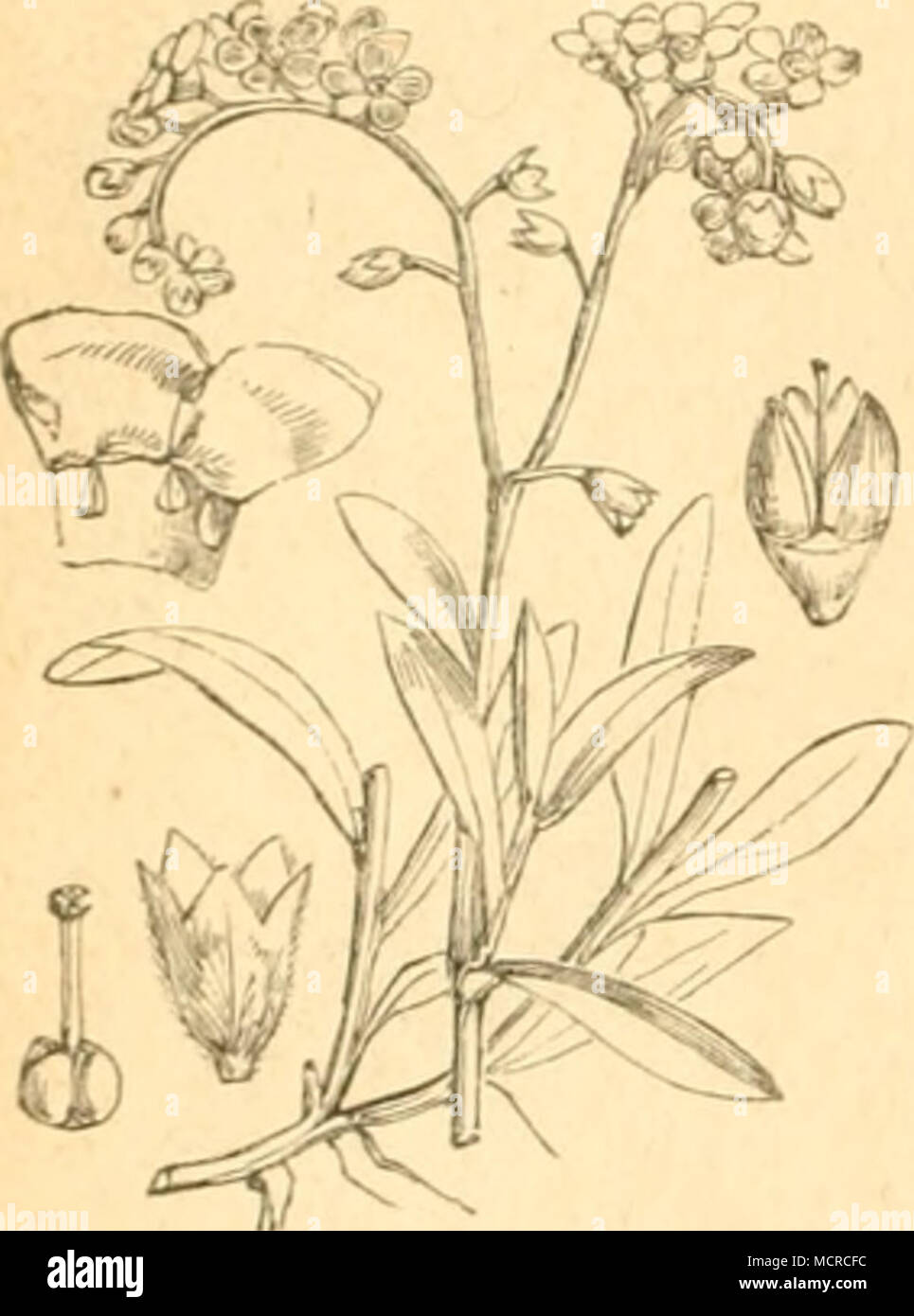 . Myosotis palustris. 14. Gattung. Sonnenwende, Heliotrop. Heliotropium. b. Falter. 11. Deiopeia pulchra, L. überwinterte Raupe lebt im Mai und Juni erwachsen in Heliotropium europaeum Sterben, Myosotis arvensis, Solanum Stockfoto