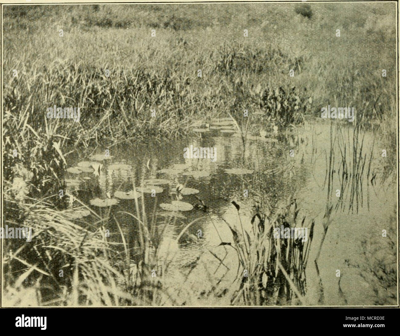 . Abb. 107. Sumpf bei niederösterreichisciien Litscliau im Waldviertel. Alisma Plantago Aquatica, Sparganium sp., Castalia Alba. (Nach einer Aufnahme von Prof. L. Linsbauer, Klosterneuburg.) (Aus der Bildersamndung des botanischen Instituten der Wiener Universität.- häufig Ledum palustre, 5/6 der krautige und halbstrauchige Nieder - wuchs aus, Cyperazeen Junkazeen, Gramineen, Callha palustris, Drosera rotundi - Folia, Sedum villosum, Poteniilla palustris, Trifolium, spadiceum Cicula virosa, Menijanthes dreiblättrige usw. sowie den in allen Mooren verbreiteten Ericazeen Litschau. besteht. Werden Stockfoto