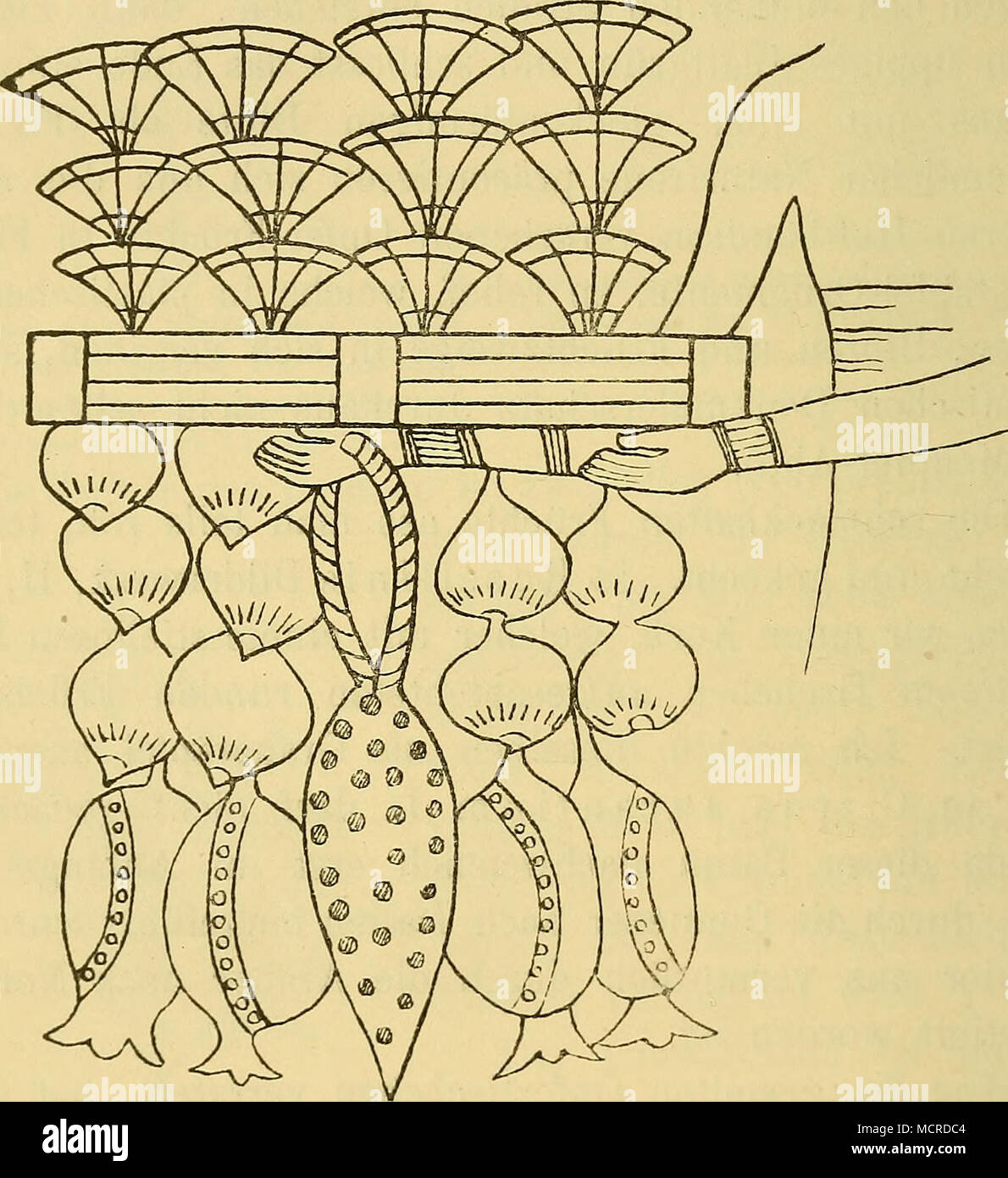 . Abb. 153: Opfer Ramaes IV. (Xx. Dynastie, 1200 - 1133 v. Chr.) Lotusblumeu, Feigen, Granatäpfel, eine Weintraube. (Aus Theben.) Da sich bekanntlich die fleischigen Sky leicht von Human Stielen lösen, hat man sterben letzteren durch kleine Holz-Stäbchen ersetzt und die Blütenkelche daran aufgespiesst, 1) A. Braun, S. Ascherson u. S. Magnus: Über sterben im Königl. Museum zu Berlin aufbewahrten altaegyptischen Pflanzenreste aus Gräbern ein. a. 0. S. 307. Stockfoto