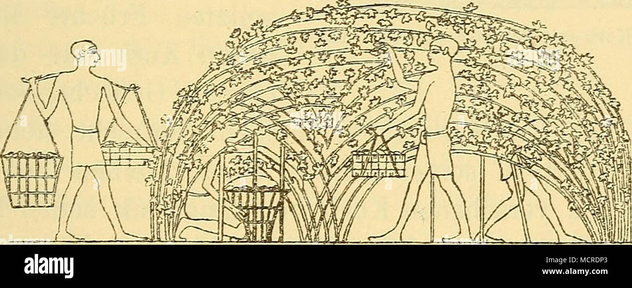 . Rig. 110: Bamia-Ernte. Aus Beni-Hasaan. Xii. Dynastie. (Rosellini II, 39.) als Zusatz zu mancherlei Speisen gekocht. Die reifen Bohnen benutzt man zu einem beliebten warmen Getränke, jahrforschung Mann sie brennt, zerkleinert und Auskocht, kurz wie den Kaffee behandelt. Sie haben aber den Yorzug vor demselben, dass sie nicht wirken nervenaufregend, wohl aber von einem sehr angenehmen, gewürzhaften Geschmacke Sindh. Die Kultur der Pflanze ist in Aegypten eine sehr alte. Schon Abul-Abbas - Elnabati, welcher 1216 in Aegypten weilte, hat den gombo als Gemüsepflanze gut beschrieben;^) nicht minder genau Pro Stockfoto