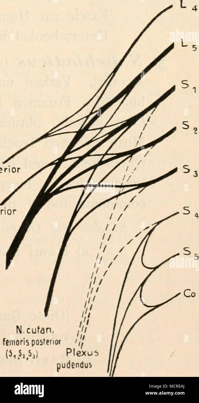 Plexus coccygeus Fotos und Bildmaterial in hoher Auflösung Alamy