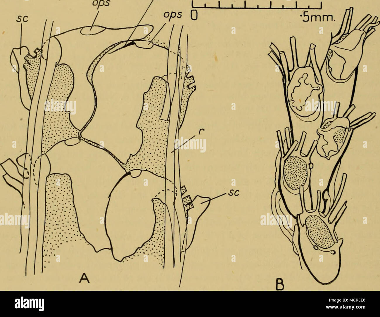 . Abb. 3. A. Amastigia benemunita (Busk). St. WS 82, Falkland Inseln. Basal Blick auf eine schmale Zweig mit großen basal avicularium. Die zugrunde liegenden zooecia sind gepunktet, und die Umrisse Ihrer basalen Wände aus Gründen der Übersichtlichkeit weggelassen. Drei Kiefer sind dargestellt, eine offene und sehr kurz. Die vierte hetero-zooecium hat eine opesia, aber keine Unterkiefer. B. A. benemunita (Busk). Challenger Str. 315. Junge Kolonie mit ancestrula. 34.11.12. 47.mdb. Unterkiefer, Ops. opesia von heterozooecium, r. feinstwurzeln, sc. scutum. basale heterozooecia, die größer sind, es verfügt über eine Kammer mit variabler gestalten. Der Unterkiefer ist Arti Stockfoto