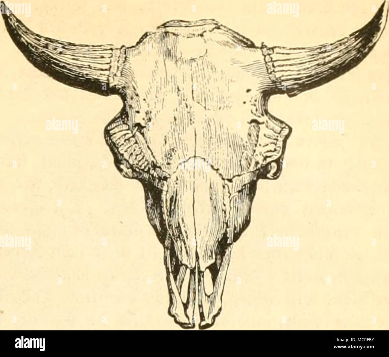. Fädc iiunc tpfir ich." m't ans Gon^ nncrflärbarcn © rüntcn nuidien ilni fclu - gcfährlid;. S^als echte SRint fcrcrH alö Tag opfert baten eine tiefgeirurjclte9U' ivic fdKU tex im, er fühlte sich "ft tercn 9 Jäbc meittt Weitere jum t^crniduenten Kampfe ühr (Ic ticrfäüt. ITagegen unterliegt er nidit feiten hmgrigen iffiölfen uni Sparen, u-eldie Itin gemein" fdiaftlidi angreifen, mehr ater Stuhlgang "llnadUfamfeit unt llngefdjict. ilo Stuhlgang) älümgel auÄraft, renn tiefe ift furd't" Bar; er fnidt junge gtämmc ivie Jgialme, tringt fd) netl Stockfoto