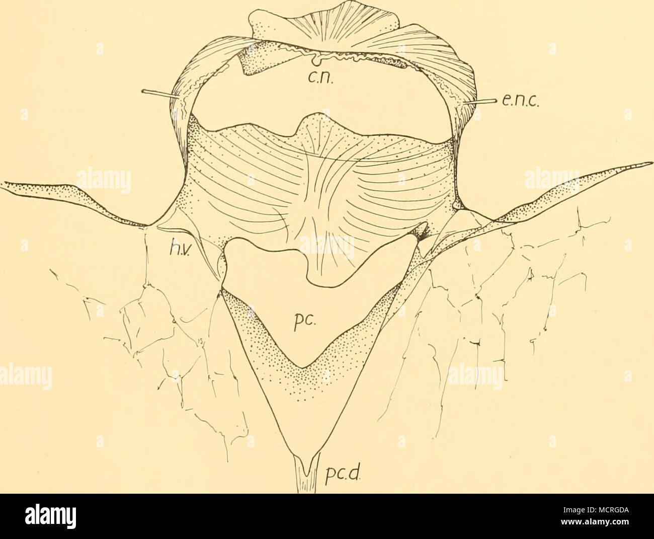 . Abb. 15. Zeichnung eines dicken Teil, der durch die einzelnen kardialen Nervenzelle und das Paar der hepatischen Ventile, c.n. cardiac Nervenzelle; e.n.c. efferenten Herz Nerv; h.v. hepatische Ventile; pc. herzbeutel; pc. d. peri-kardialen Dilatator. Unterseite des Isthmus, der vierte shell Nerv. Es läuft dann wie die Kombinierte anteriore Herz + shell Nerv IV die Sehne des dorso-ventrale Körper Aufroller Muskel (Abbn. 6, 14) in die Schleife unter die Adduktoren Sehne und der Nerv Ring auf der dorsalen Seite des maxillulary Gruppe ein (Abb. 11). Den vorderen Teil des Herzens, wie es geht unten-Stationen, gibt smal Stockfoto