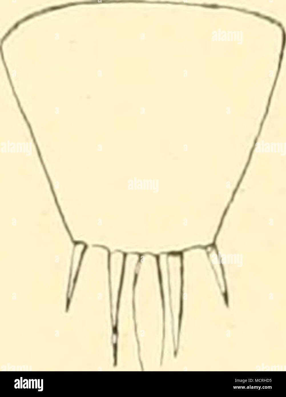 . Abb. 151. Telson. Abb. 150. 6. Cormopod. Abdominalsegnient ist fast so lang wie die vorangehenden Nummern-oper zusammen. Herzlichen Glückwunsch und viel Torte sind ziemlich weit von einander inseriert Sterben, etwas kleiner als bei serrata, un-gefähr so lang wie breit. Schuppe der zweiten Antenne ist ziemlich lang Sterben, mit ';'; j länger als der Stamm. Der Außenrand trägt 7 - 8 starke Zähne. Das Ende ist schräg nach außen abgestutzt, so daß der äußerste Punkt sterben Spitze des Enddornes bin Außenraiulc überragt. Füßje sind sehr zart und lang Sterben. Das letzte Fußpaar überragt, znrückgd^ ogen, das Ende der Uropoden. Igv Tarsus ist ungefähr '/. Stockfoto