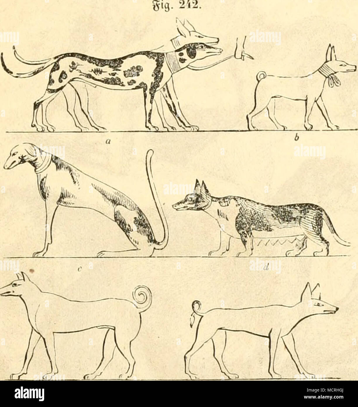. AitiiÃ ¤ Wtifi^e jã¤unbc. anfÃ¤nglid)^ atte jebe 9 lrt ibren Ã¼eftimmten* ÃerbreitnngÂ" = beyrt, UH-ld) er nur in "^ olge ber Gnltur Für viele 9 lrteu anfebnlid) eruu" itert unb verÃ¤nbert U> ovben ift. llufere yunbeartcn in eigenen.' i> eutfelilanb verratben biefe FPÖ¤lere geaialtfamei" erbreitnngnod) bentlidi genug Jnrd) ibri> er=Batten gegen JaÃ¶ Ãlima, ben einen brÃ¼ctt bie Â© cmmerÂ "bij? e peinlid), er Led),^ nnb fcbmaebtet, ber anbere StubenaHirme verlangt im Ã ¤ Ãinter nnb gittert Standseilbahn ¤ glieb im^rofte, anibrenbein britter in Beiben^ abre^ jeiten Fid) gleid) aobi befinret. S) er Iropenbunb ift e Stockfoto