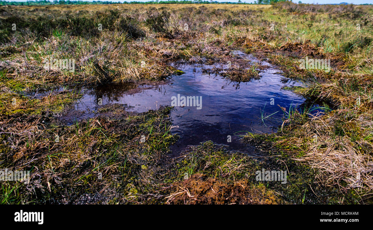 Clara Bog, Irelands wichtigsten Hochmoor, County Offaly, Irland. Stockfoto