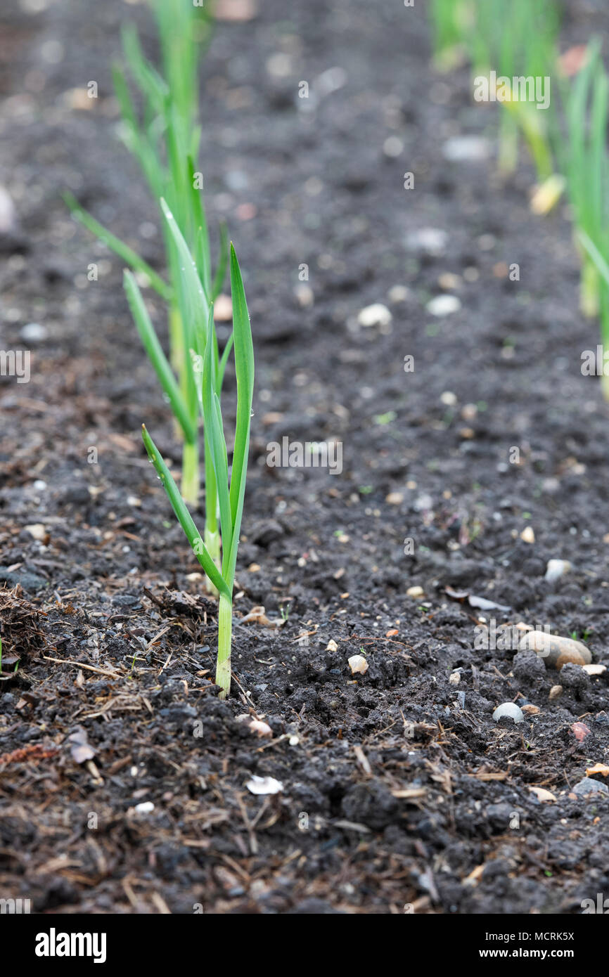 Wachsender knoblauch Fotos und Bildmaterial in hoher Auflösung Alamy