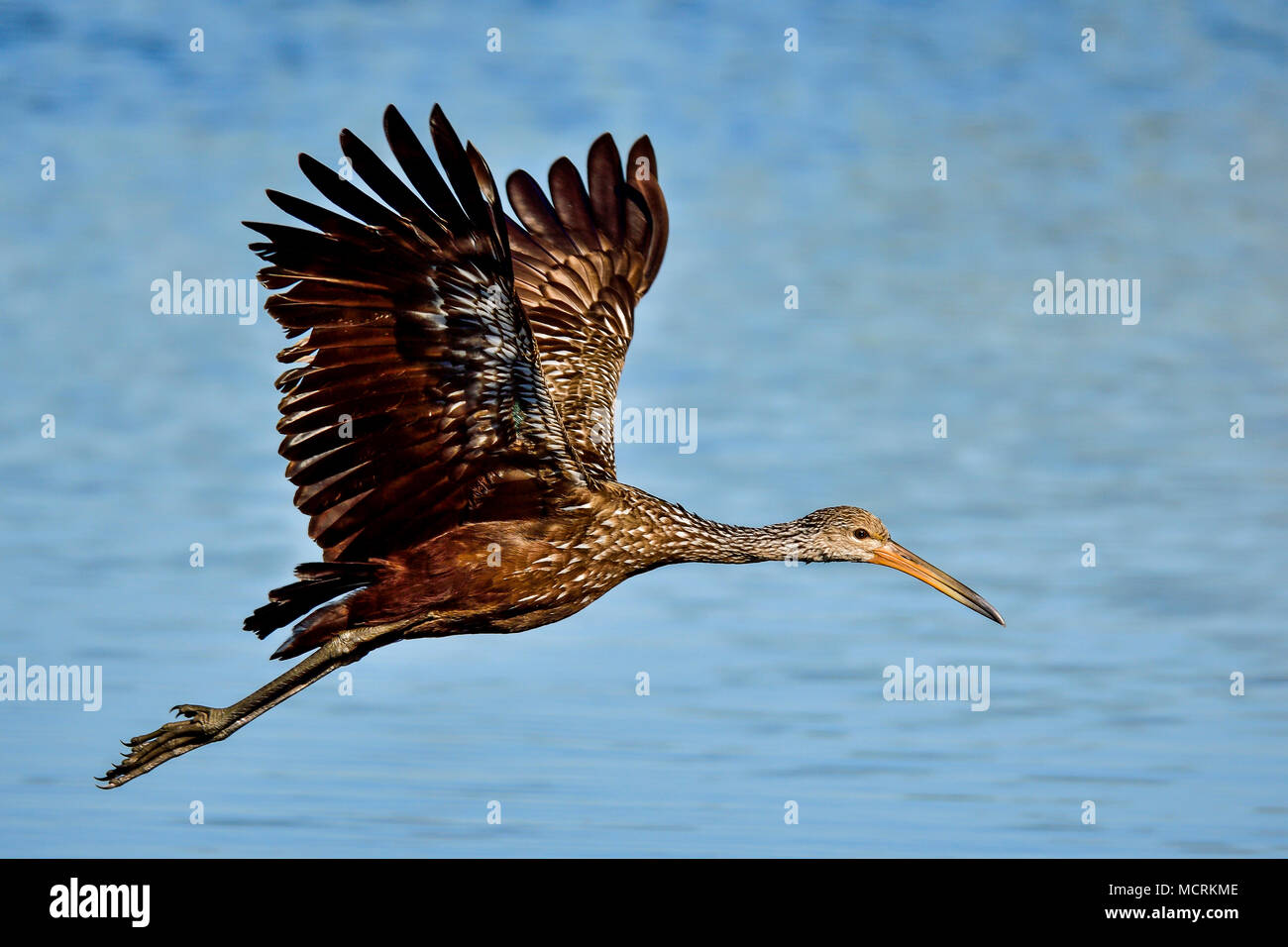 Limpkin im Flug Stockfoto