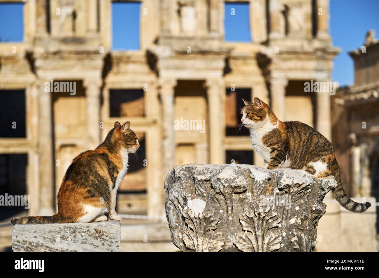 Die Türkei, in der Provinz Izmir, Selcuk Stadt, Katze in archäologische Ausgrabungen von Ephesus Stockfoto