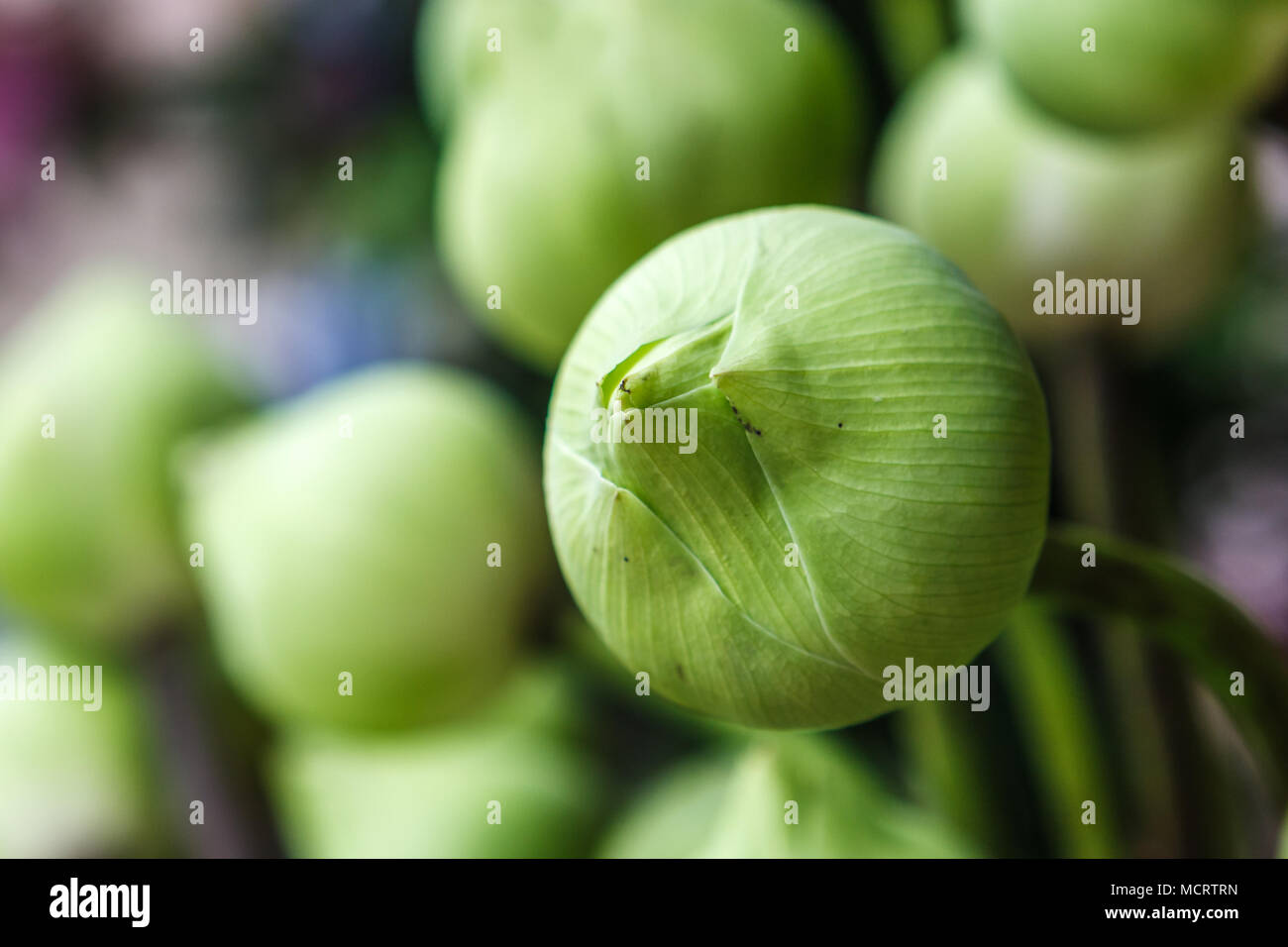 Zusammensetzung der Green Lotus Blütenknospen im Wat Intharawihan Tempel, Bangkok, Thailand Stockfoto
