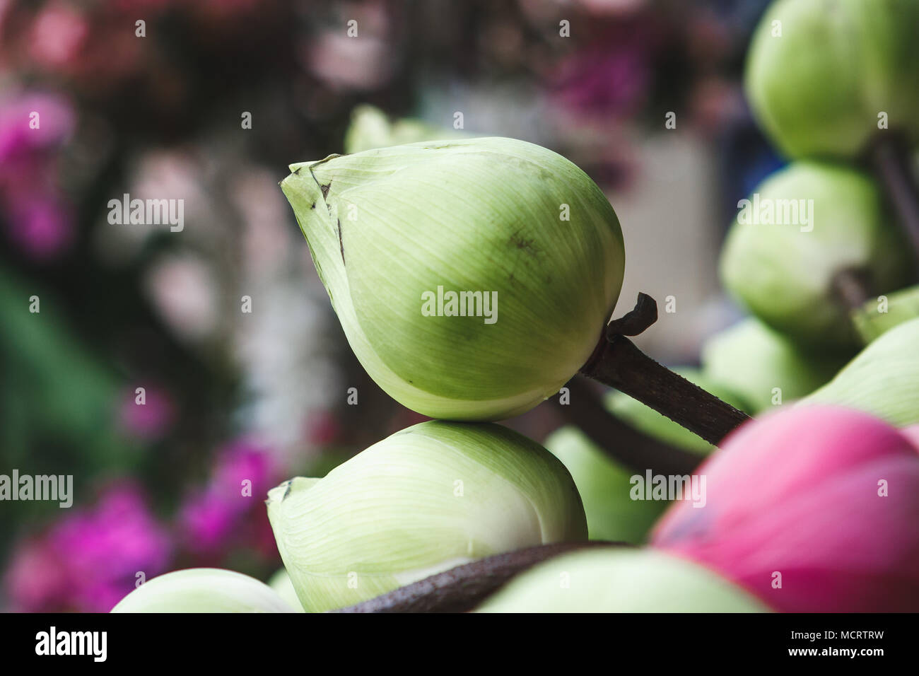Zusammensetzung von Grün und Lila Lotus Flower Buds in Wat Intharawihan Tempel, Bangkok, Thailand Stockfoto