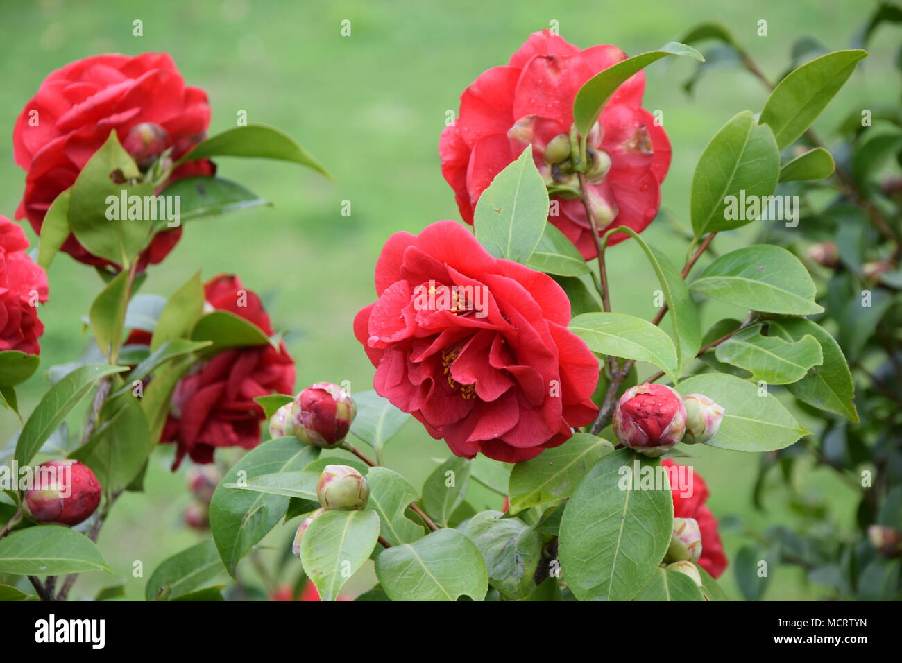 Der rote Camellia in voller Blüte, in der Nähe elegant und schön Stockfoto