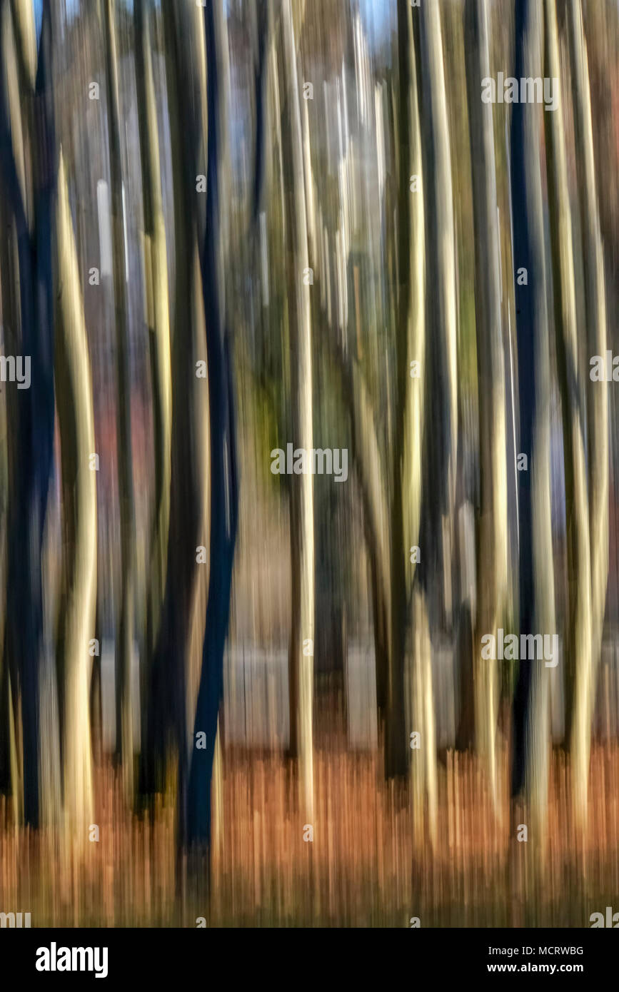 Grünen Wald abstrakt mit Bewegungsunschärfe Stockfoto