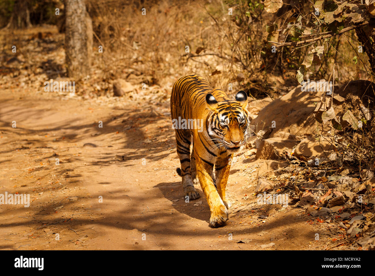 Herrliche weiblichen Bengal Tiger (Panthera tigris) entlang eine woodland Pfad, Ranthambore Nationalpark, Rajasthan, Nordindien Stockfoto