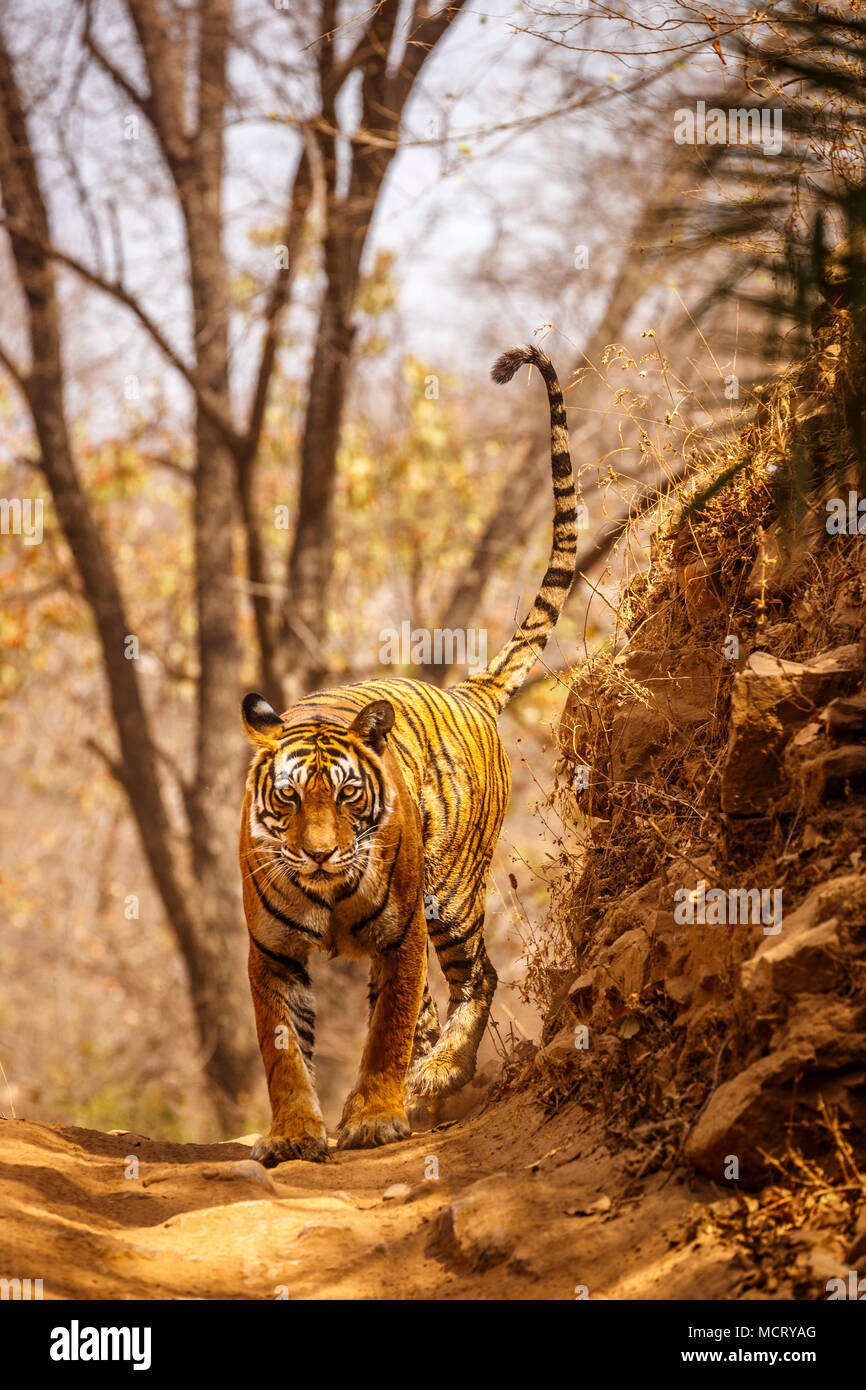 Beeindruckende weiblichen Bengal Tiger (Panthera tigris) zu Fuß auf einer Schiene mit erhobenen Schwanz, Ranthambore Nationalpark, Rajasthan, Nordindien Stockfoto
