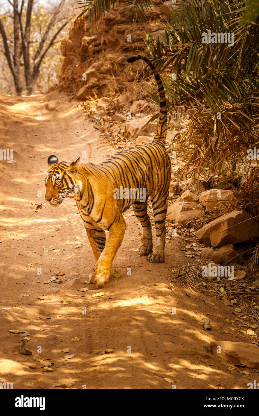 Beeindruckende weiblichen Bengal Tiger (Panthera tigris) wandern, Spray ihr Territorium markieren, Ranthambore Nationalpark, Rajasthan, Nordindien Stockfoto