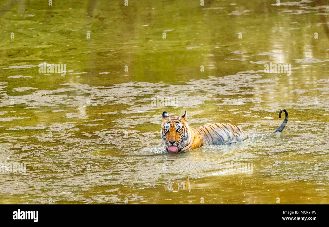 Männlich Bengal Tiger (Panthera tigris) ständige Trinken beim Abkühlen in Wasser in einem Wasserloch, Ranthambore Nationalpark, Rajasthan, Nordindien Stockfoto