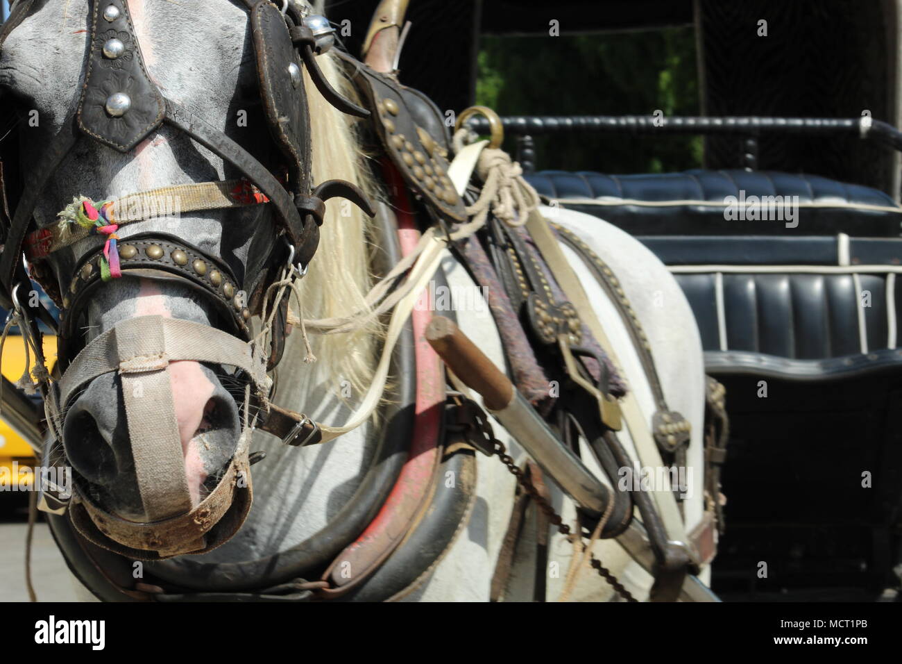 Horse-Drawn Carriage, Havanna, Kuba Stockfoto