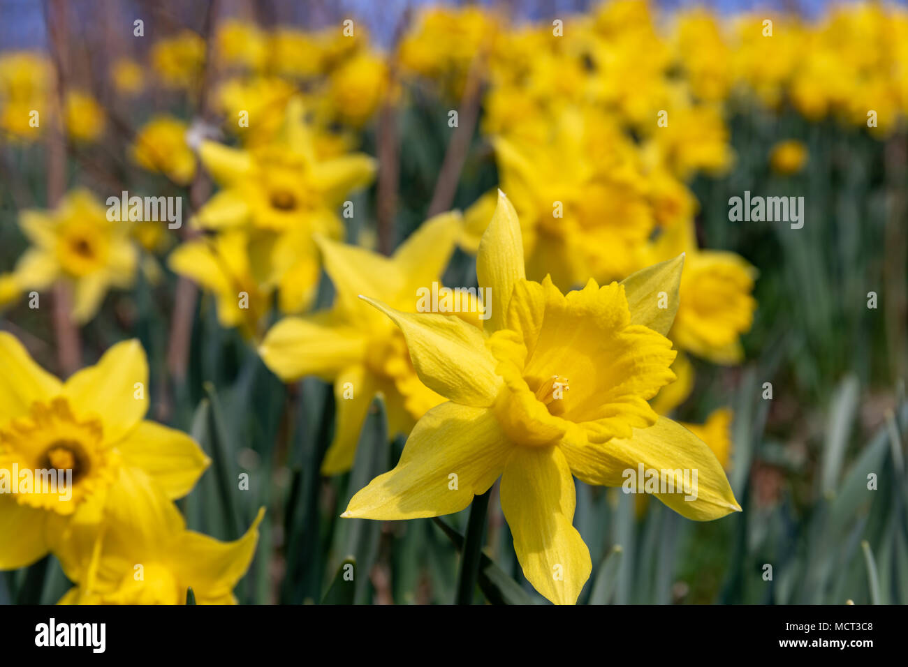 Wilden Narzissen (Narcissus pseudonarcissus) im April Stockfoto