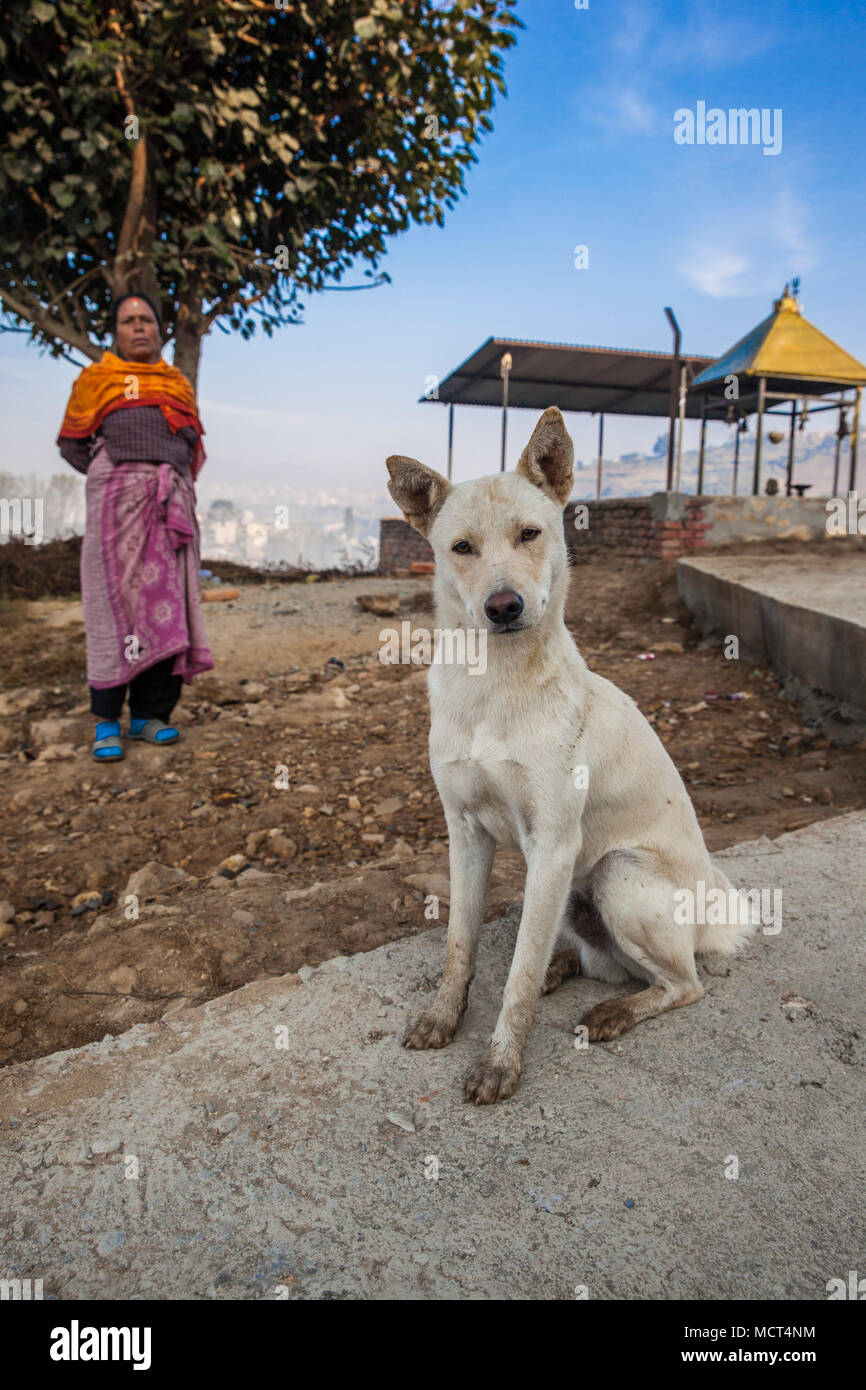 Portrait von Watchdog vor der weiblichen pujari Priester saßen und an der Kamera, Patan, Bagmati, Nepal Stockfoto