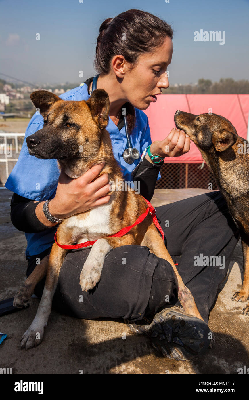 Weibliche Berufsbildung im Freien sitzen und das Spiel mit zwei gespeichert Hunde, Patan, Bagmati, Nepal Stockfoto