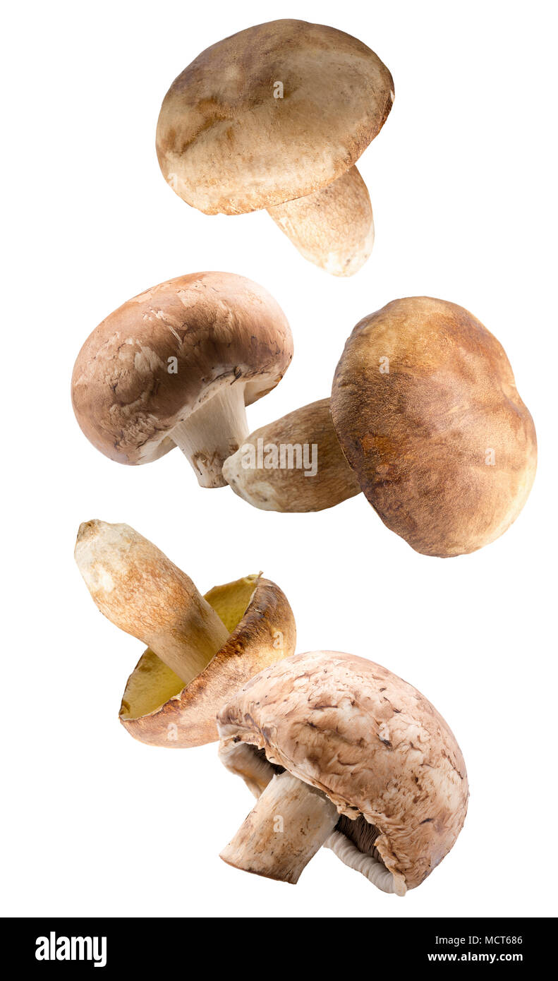 Weiße Pilze auf einem weißen Hintergrund. Stockfoto