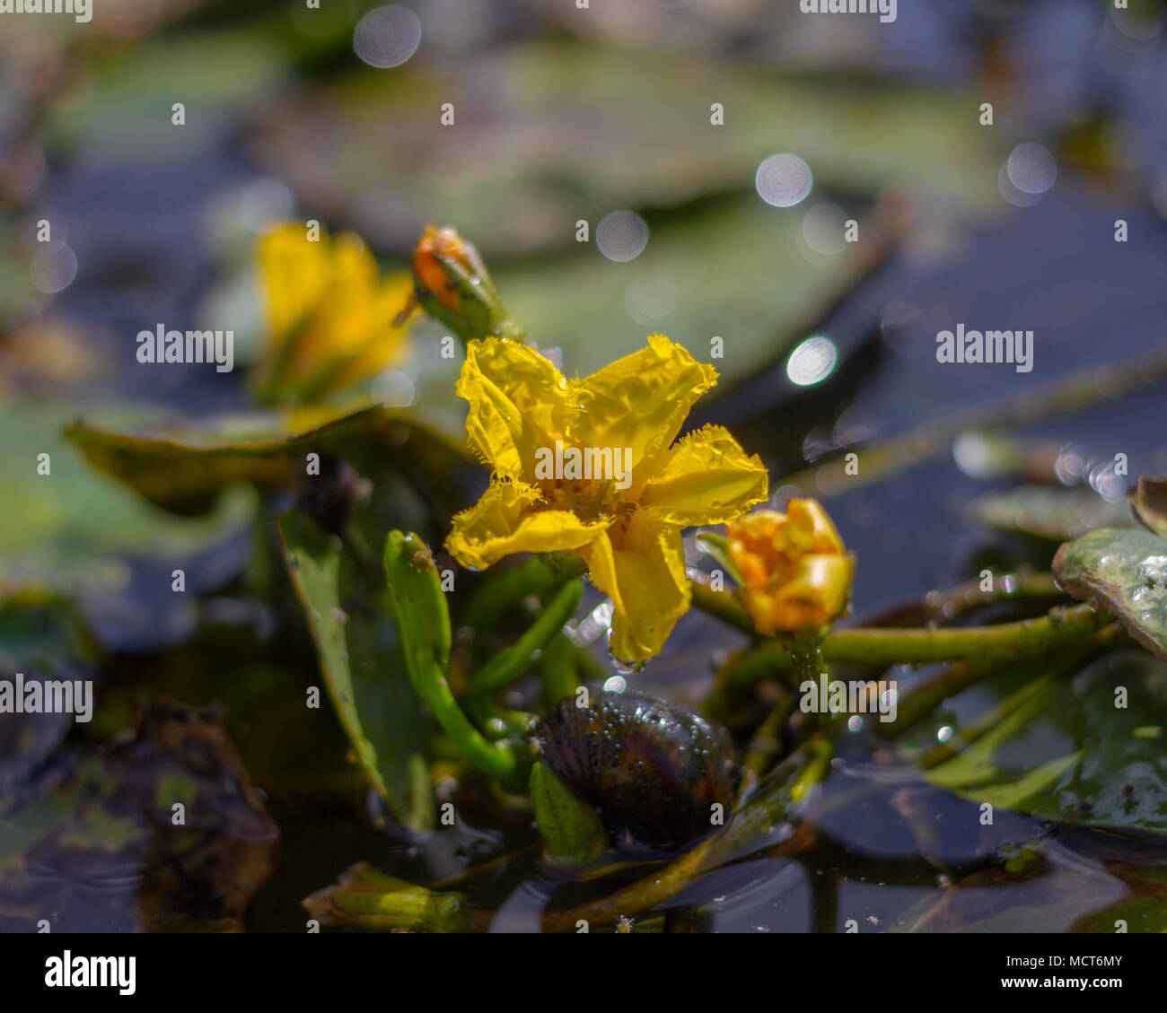 Fransen Water-Lily Nymphoides peltata Stockfoto